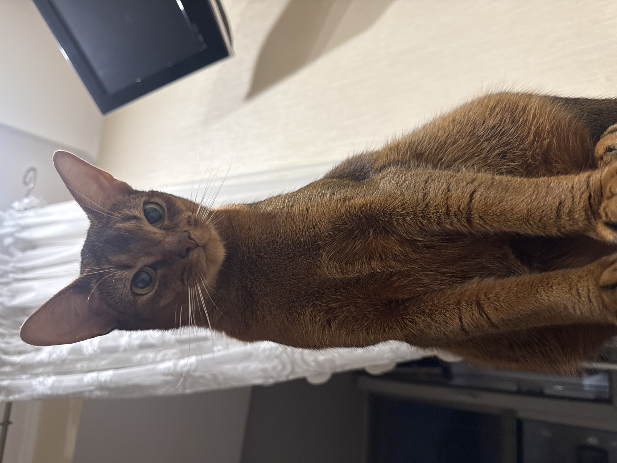 The image shows a close-up of an Abyssinian cat resting on a white, textured surface, possibly a blanket or a bed. The cat is a rich brown color with characteristic ticked fur. Its head is tilted, and its large, alert green eyes are looking directly at the camera, conveying a sense of curiosity and engagement. The cat's ears are large and pointed, typical of the breed. Its whiskers are long and white, fanning out from its muzzle.
The background is softly blurred, but a dark, rectangular object, likely a television or monitor, is visible in the upper left portion of the frame, suggesting an indoor setting. The lighting appears to be natural or from an indoor source, creating a warm glow on the cat's fur. The overall mood of the image is calm and intimate, capturing a moment of repose for the feline. The image is oriented vertically, with the cat's body stretching diagonally across the frame. There is no visible text in the image. The context of Vinnytsia, Ukraine, is provided externally and is not visually evident in the image itself.