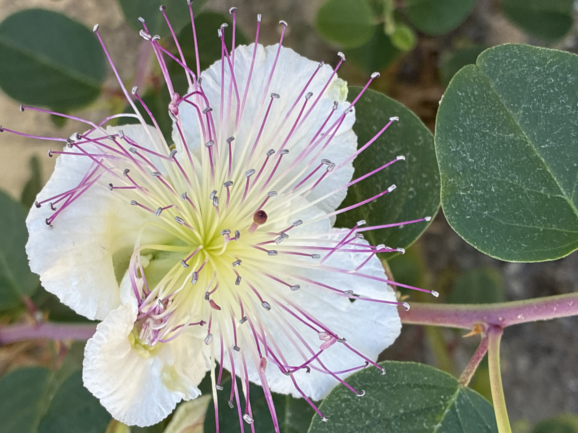This close-up photograph features a striking flower with several green leaves and a thick, reddish-purple stem, characteristic of a caper plant. The central subject is a large, open flower with delicate, crinkled white petals that appear slightly translucent.
From the flower's yellowish-green center, numerous long, slender stamens radiate outwards, creating a starburst effect. These stamens are a prominent feature, displaying vibrant magenta and purple hues, each capped with a small, greyish-white anther. A single, thicker pistil, topped with a reddish-brown stigma, also emerges from the flower's core, slightly elevated above some of the stamens.
Around the flower, several rounded to oval-shaped leaves with a dark green color are visible. The surface of these leaves appears slightly textured or dusty. A robust main stem, showcasing a distinct reddish-purple coloration, runs horizontally across the right side and bottom of the frame, with smaller, greener stems branching off.
The image is bathed in bright, natural daylight, highlighting the intricate details of the flower and the freshness of the foliage. The background is softly blurred, consisting of out-of-focus greens and browns, suggesting a natural outdoor setting. There is no visible text in the image. The vibrant colors and flourishing appearance align with a plant growing in a sunny, warm climate, such as Alanya, Turkey.