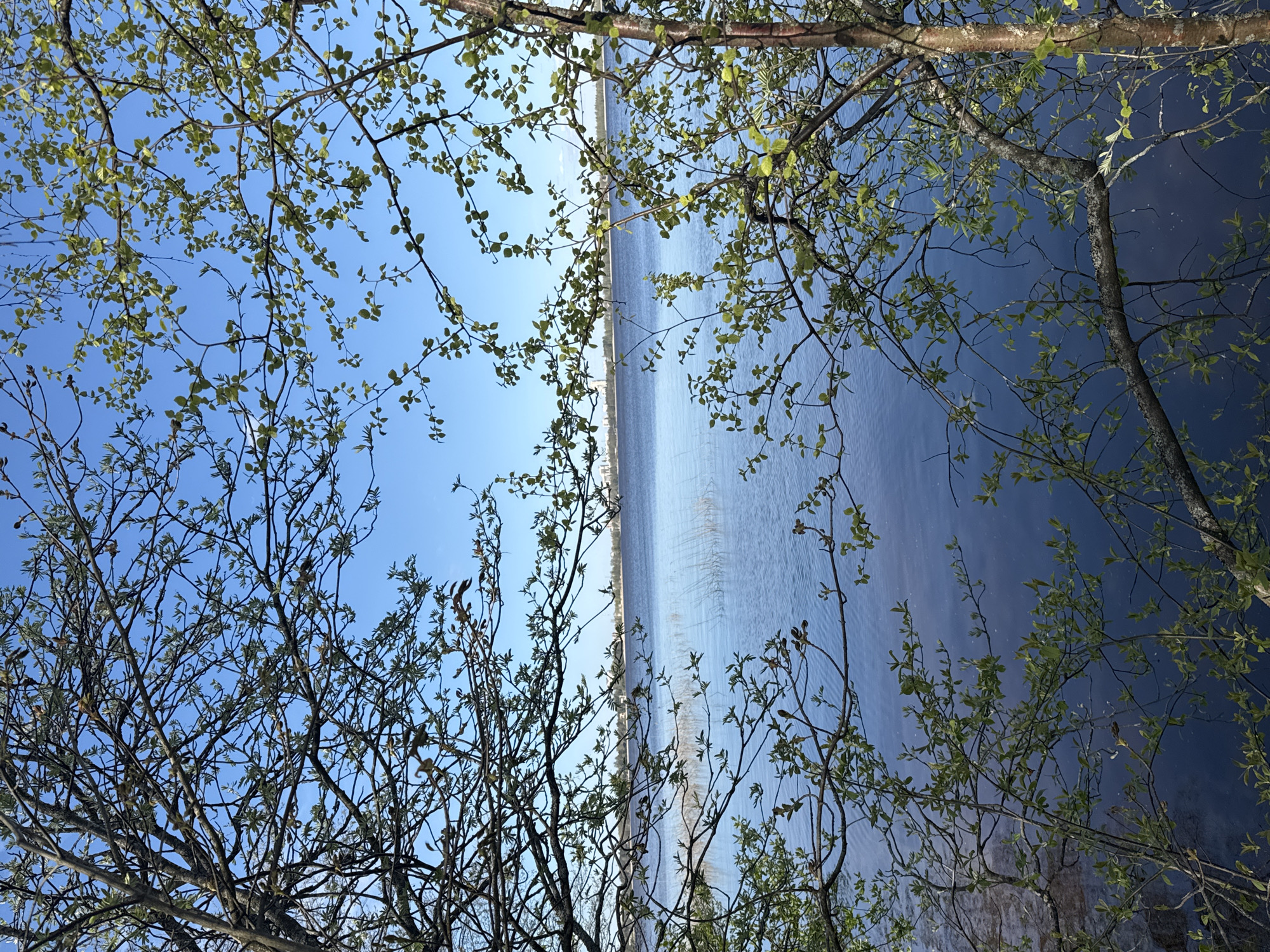 The image, oriented sideways, depicts a body of water (presumably a river or lake) viewed through tree branches with emerging green leaves. The sky is visible above the water, with a gradient from a light blue to a darker blue. The location is likely in Sestroretsk, Russia, given the information provided. There are no people visible in the image. The focus is on the natural environment: the water, trees, and sky. Light reflects off the water's surface, creating subtle patterns.