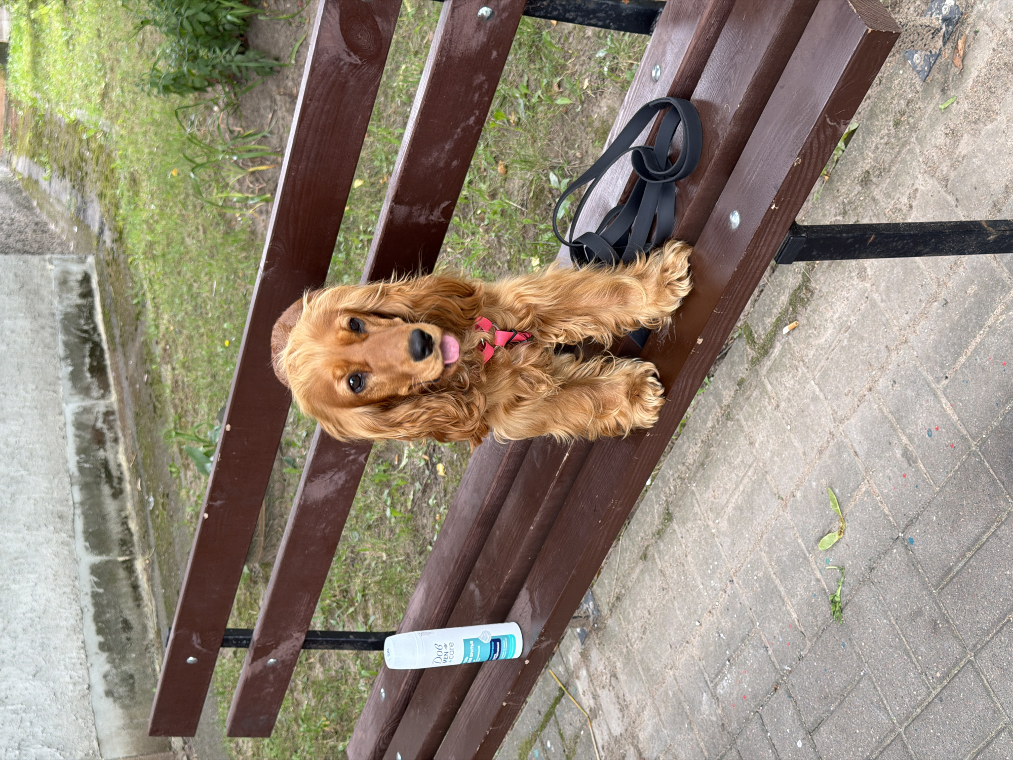 An American Cocker Spaniel dog sits on a park bench in Minsk, Belarus. The dog is facing forward, with its tongue slightly out, and is wearing a pink harness. To the dog's left is a white bottle of "DOB MEN CARE" shaving foam. A black leash is coiled on the bench to the dog's right. The bench is made of dark brown wood and has a metal frame. Behind the bench is a grassy area with some plants and a concrete wall. The ground in front of the bench is paved with gray interlocking bricks, with some scattered red and blue paint marks. A discarded cigarette butt is visible on the pavement to the left of the bench.