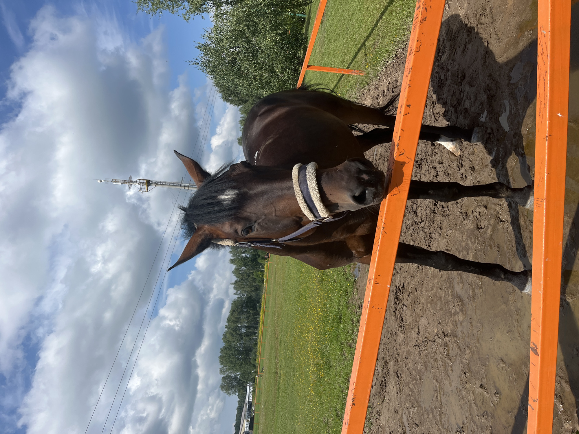 A brown horse with a white blaze on its forehead is standing behind an orange fence in Kurtsevo (Kovriginskii S/S), Russia. The horse is wearing a bridle with a padded noseband. The ground in front of the horse is muddy and has puddles. In the background, there is a green field with yellow flowers, trees, and a building. The sky is partly cloudy with blue sky visible. There are power lines and a communication tower in the distance.