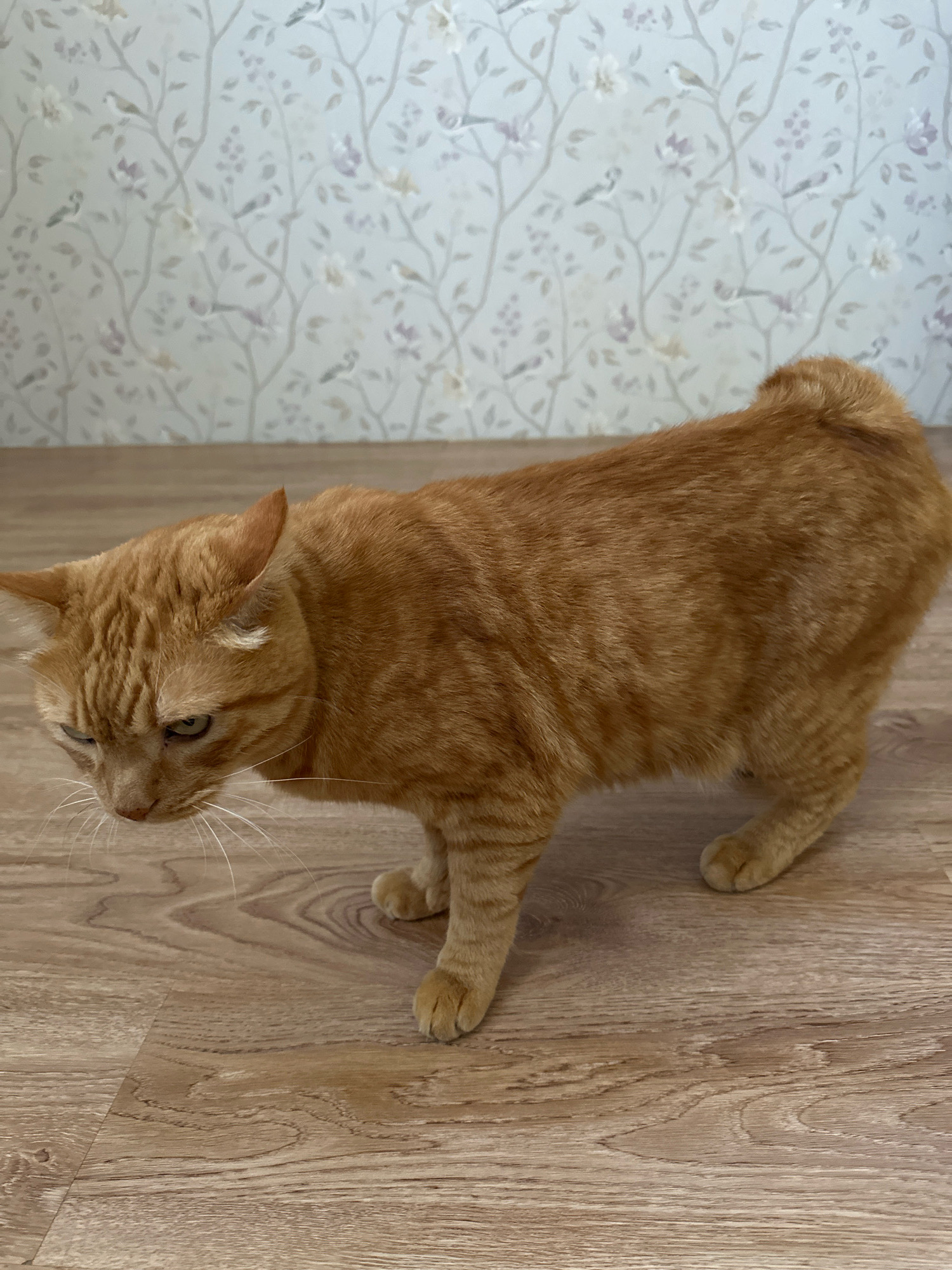 An orange tabby cat stands on a wooden floor in front of a wallpapered wall. The cat is facing to the left and looking down. The wallpaper has a pattern of light-colored branches with small flowers and birds. The wooden floor has a light brown, grain pattern. This scene is not in Stavropol, Russia.