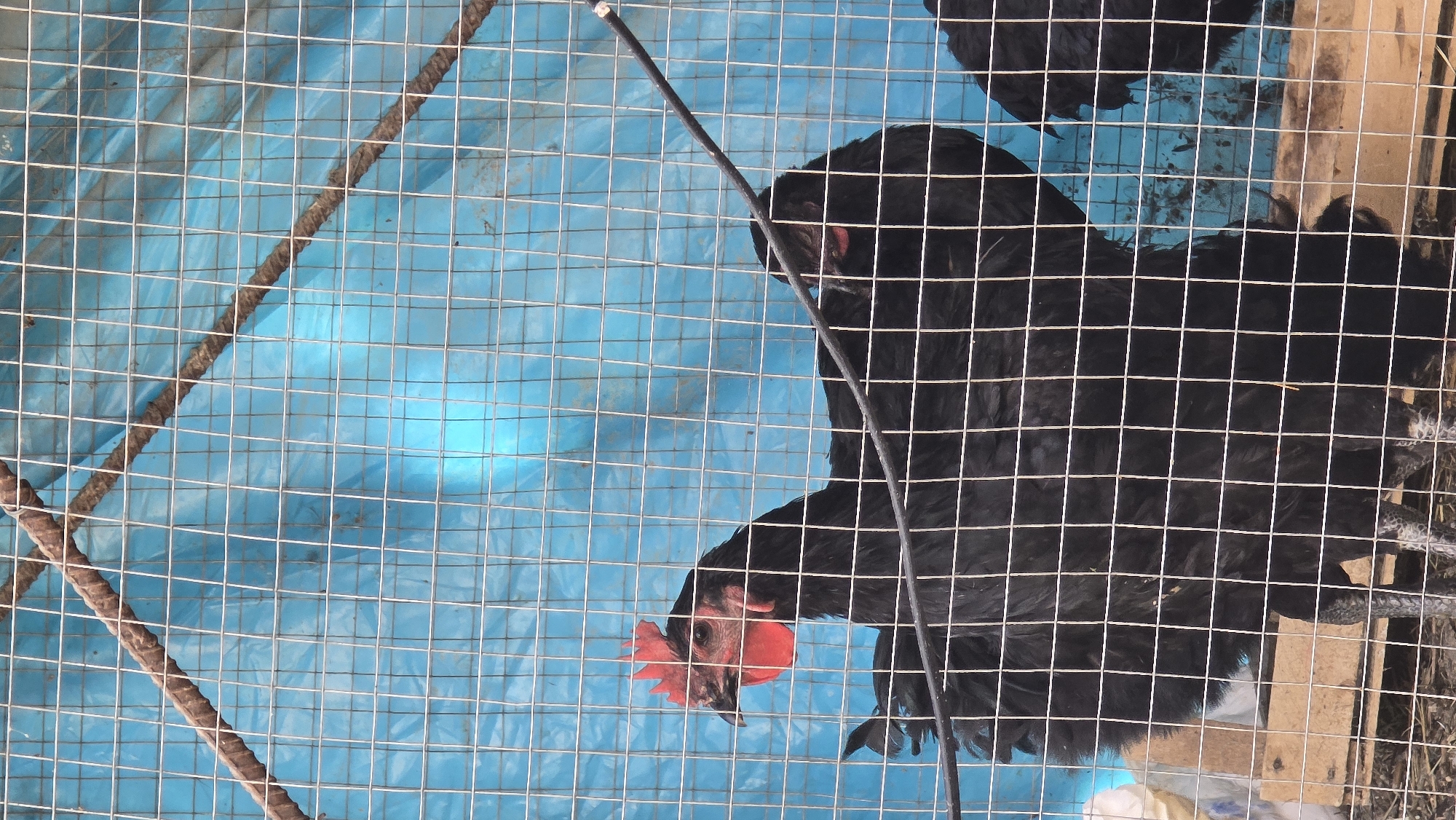 In Kochubaevo, Kyrgyzstan, a medium shot captures a close-up view of two black chickens within a wire enclosure. The chickens are positioned in the center of the frame, with a blue tarp serving as the backdrop. The foreground is dominated by the wire mesh of the enclosure, creating a grid-like pattern over the scene. The chicken on the left is more prominently visible, facing left with its red comb clearly distinguishable. Its body is black, and its legs appear speckled. The second chicken, to the right, is partially obscured by the first and the wire mesh, showing its back and a portion of its head. The environment appears to be an outdoor setting, possibly a coop or temporary enclosure, with hints of straw or bedding material visible at the bottom of the frame.
