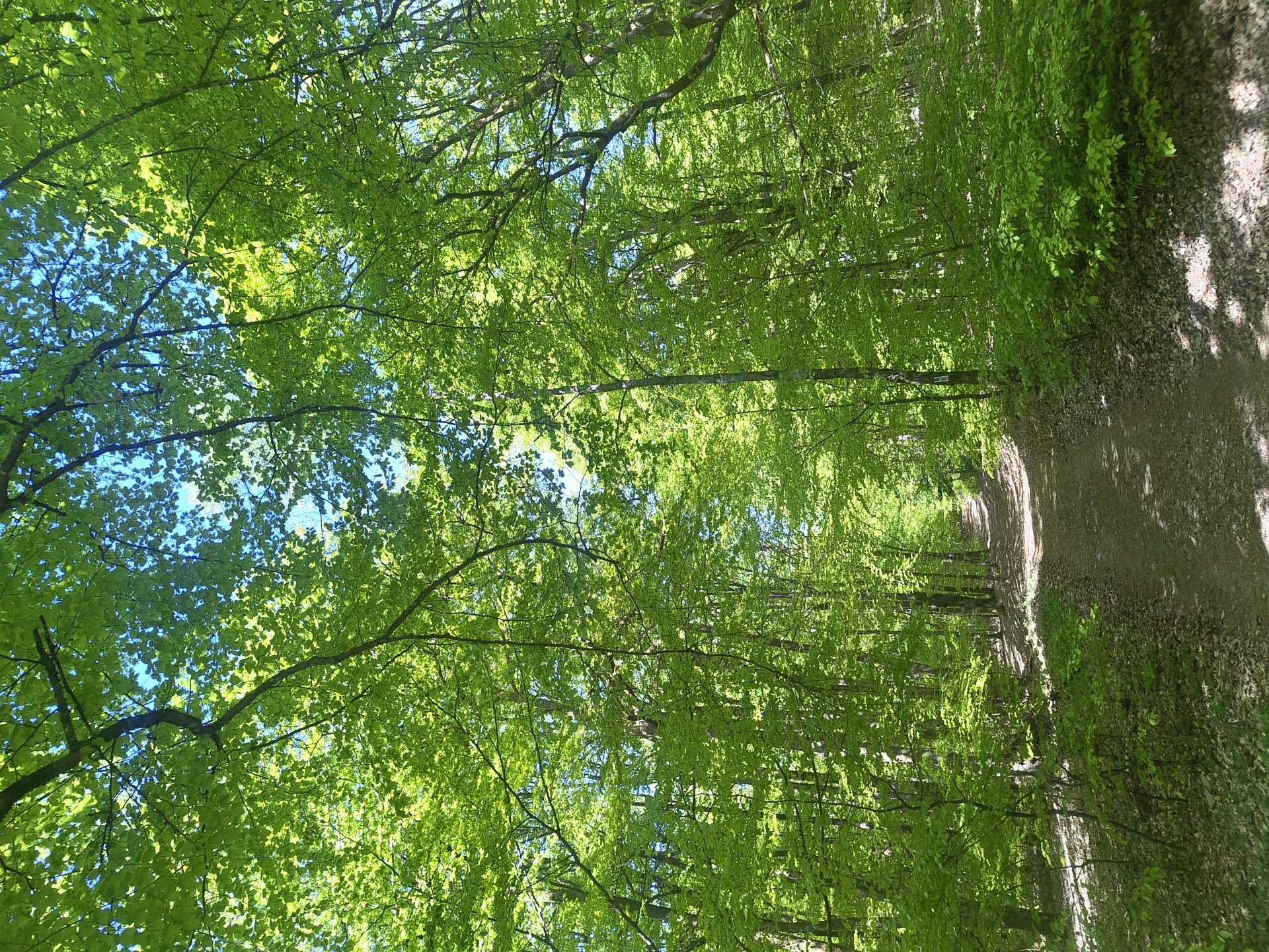 The image captures a forest path lined with trees in Losheim am See, Germany. The path, visible on the right, is dirt and strewn with fallen leaves. Sunlight filters through the canopy of green leaves, creating a dappled effect on the ground. The trees are densely packed on both sides of the path, their branches intertwining overhead, and the leaves are a vibrant green. A patch of blue sky is visible through gaps in the foliage.