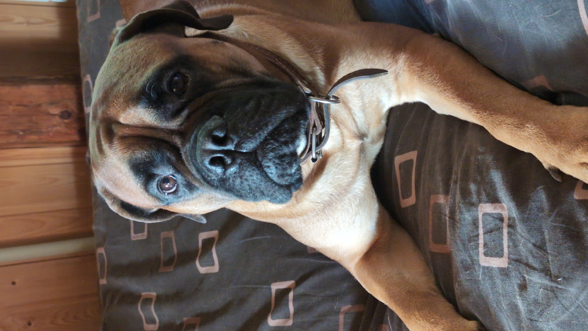 A close-up, tilted shot shows a large bullmastiff dog lying on a brown and gray patterned duvet. The dog is a fawn color with black markings around its muzzle and eyes, and its head is turned towards the camera, with one eye open and looking directly at the viewer. The dog is wearing a dark brown leather collar with silver hardware. The background on the left is a wooden surface, appearing to be a wall or furniture with horizontal planks, likely indoors. The duvet has a repeating pattern of light brown rectangular outlines. The overall lighting suggests it is daytime, and the dog appears calm and relaxed, possibly resting or posing for the photo. The context provided indicates the location is Yarishnoe (Zinyakovskii S/S), Russia. There is no visible text in the image.