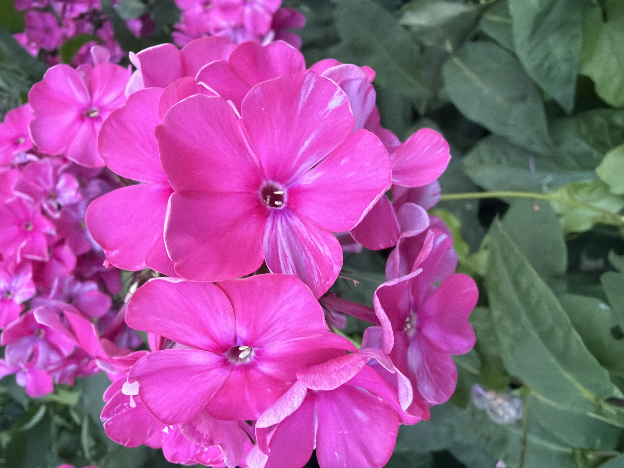 The image is a close-up, low-angle shot of a cluster of bright pink phlox flowers. The flowers are in full bloom, with some petals showing lighter pink or white streaks. The background consists of blurred green foliage. The image does not contain any people or objects associated with Chaikovsky, Russia.