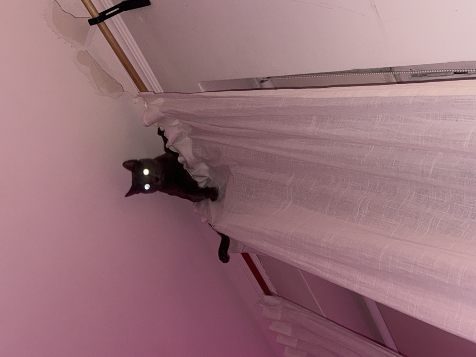 An indoor scene is depicted under strong pink and purple ambient lighting. A dark grey cat is perched atop a white, sheer curtain in the upper center of the frame. The cat's eyes exhibit prominent green-yellow reflectivity, indicative of flash illumination. The curtain hangs from a light-colored wooden rod, covering a vertical aperture. A white beaded chain mechanism, consistent with a blind or roller shade operation, is partially visible along the right edge of the frame, behind the curtain. The ceiling in the upper right quadrant displays visible damage, characterized by peeled and cracked plaster or paint. The specific location within Moscow, Russia, cannot be determined from the image content.