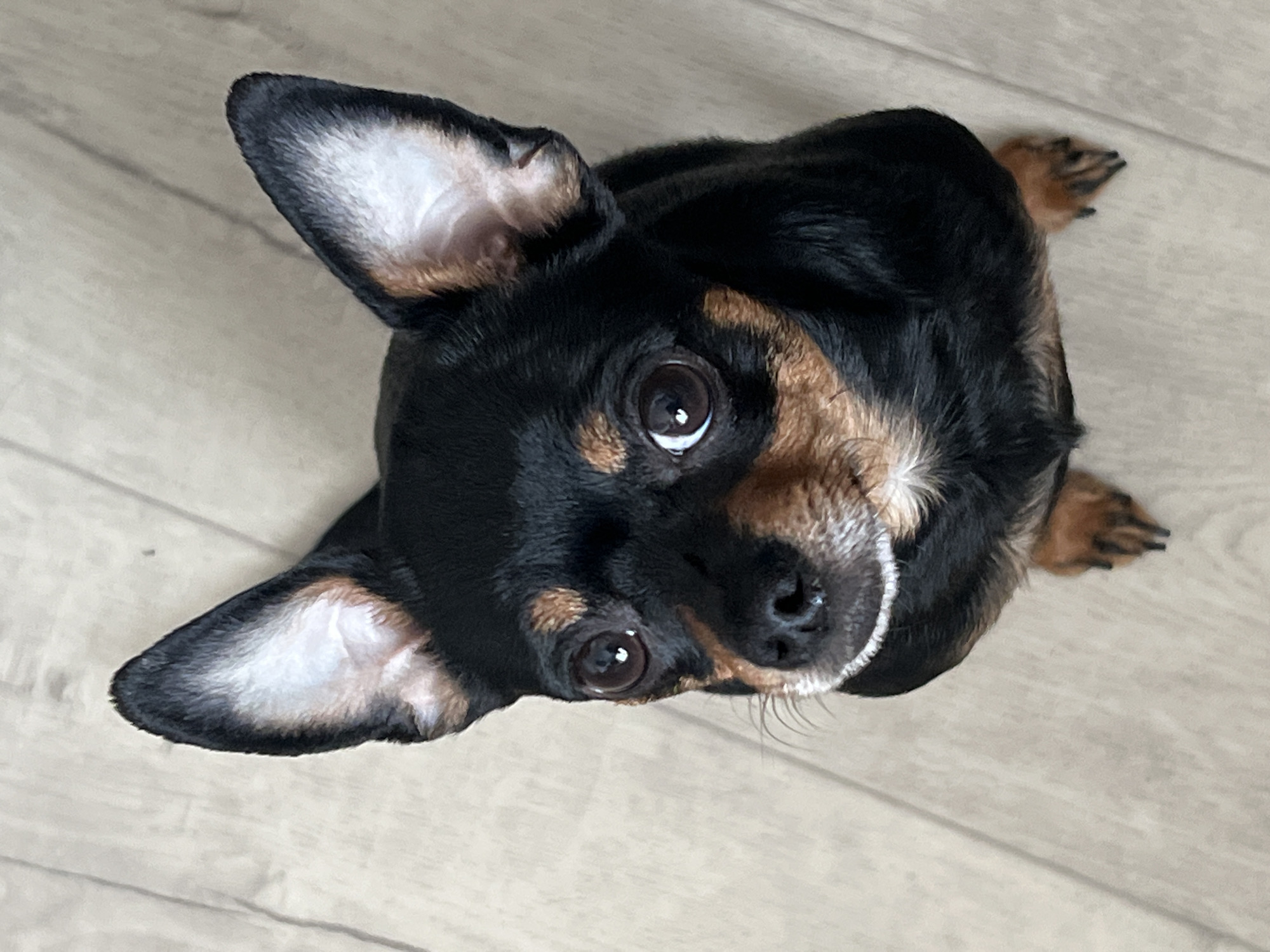 A tan and black dog with erect ears stares directly upwards. The dog is positioned on a light-colored, textured surface resembling wood flooring. The dog's gaze is directed towards the camera. The image contains no indication of Perm, Russia.