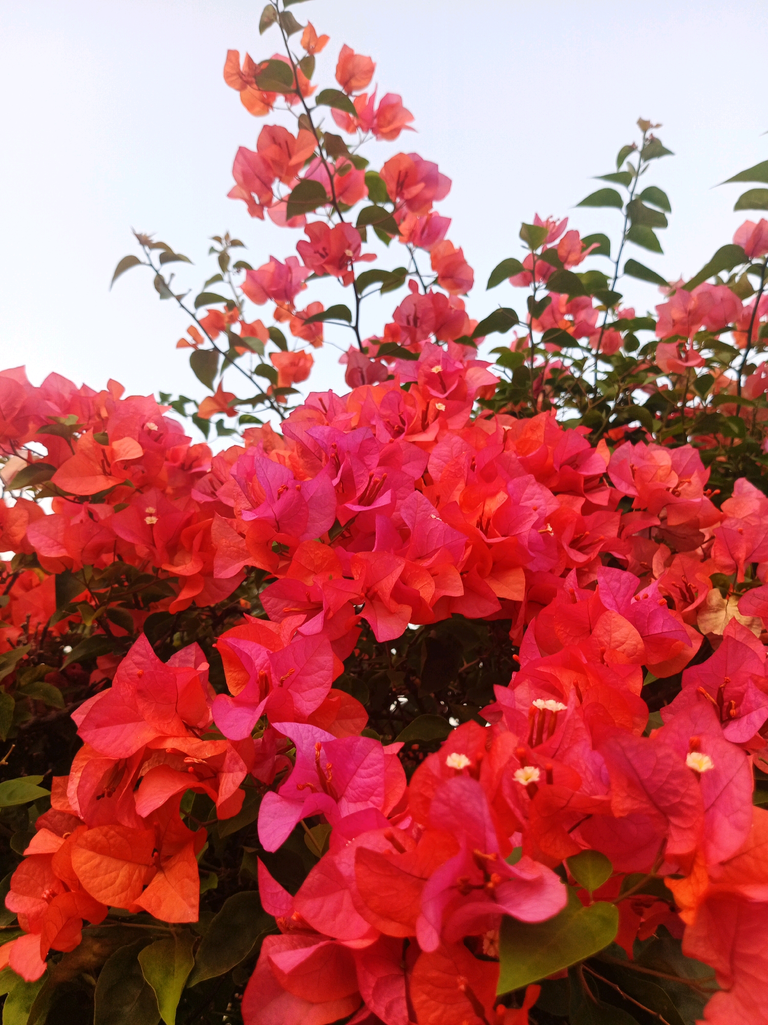 The image showcases a dense cluster of vibrant bougainvillea flowers, predominantly in shades of red, pink, and orange, against a light, overcast sky. The flowers, with their papery bracts, are the main subject, filling most of the frame and extending upwards. Some green leaves are interspersed among the blooms. The composition is a low-angle shot, looking up into the flowering branches. The scene appears to be outdoors, likely in a garden or a public space where bougainvillea is cultivated. There are no people or animals visible in the image. The lighting suggests it is daytime, but the overcast sky indicates diffused light, resulting in soft shadows and vibrant, yet not harsh, colors. The overall impression is one of abundant floral display. Based on the description provided for "city of Bandung City, Indonesia", this image aligns with the common presence of bougainvillea in tropical and subtropical urban landscapes, characteristic of cities like Bandung.