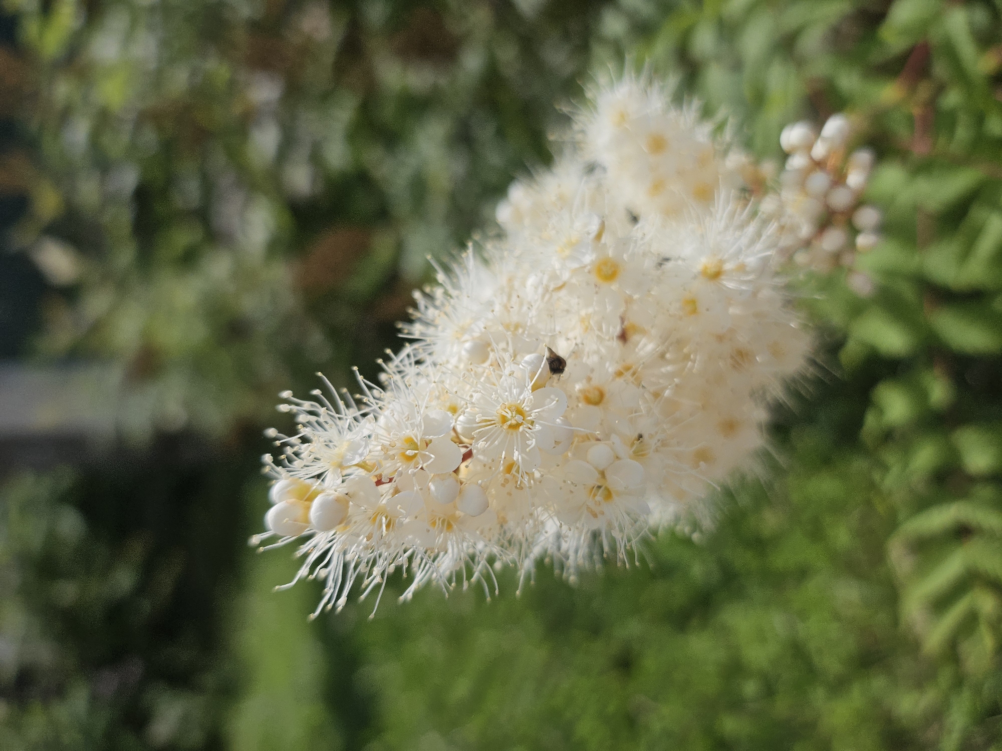 An extreme close-up, high-angle shot focuses on a cluster of delicate, white, feathery flowers with small yellow centers. The flowers are in various stages of bloom, with some buds visible. The background is a blur of green foliage, suggesting an outdoor setting. A small, dark insect, possibly a fly or bee, is perched on one of the flowers. The image appears to be taken in the city of Zakamensk, Russia, given the context provided.