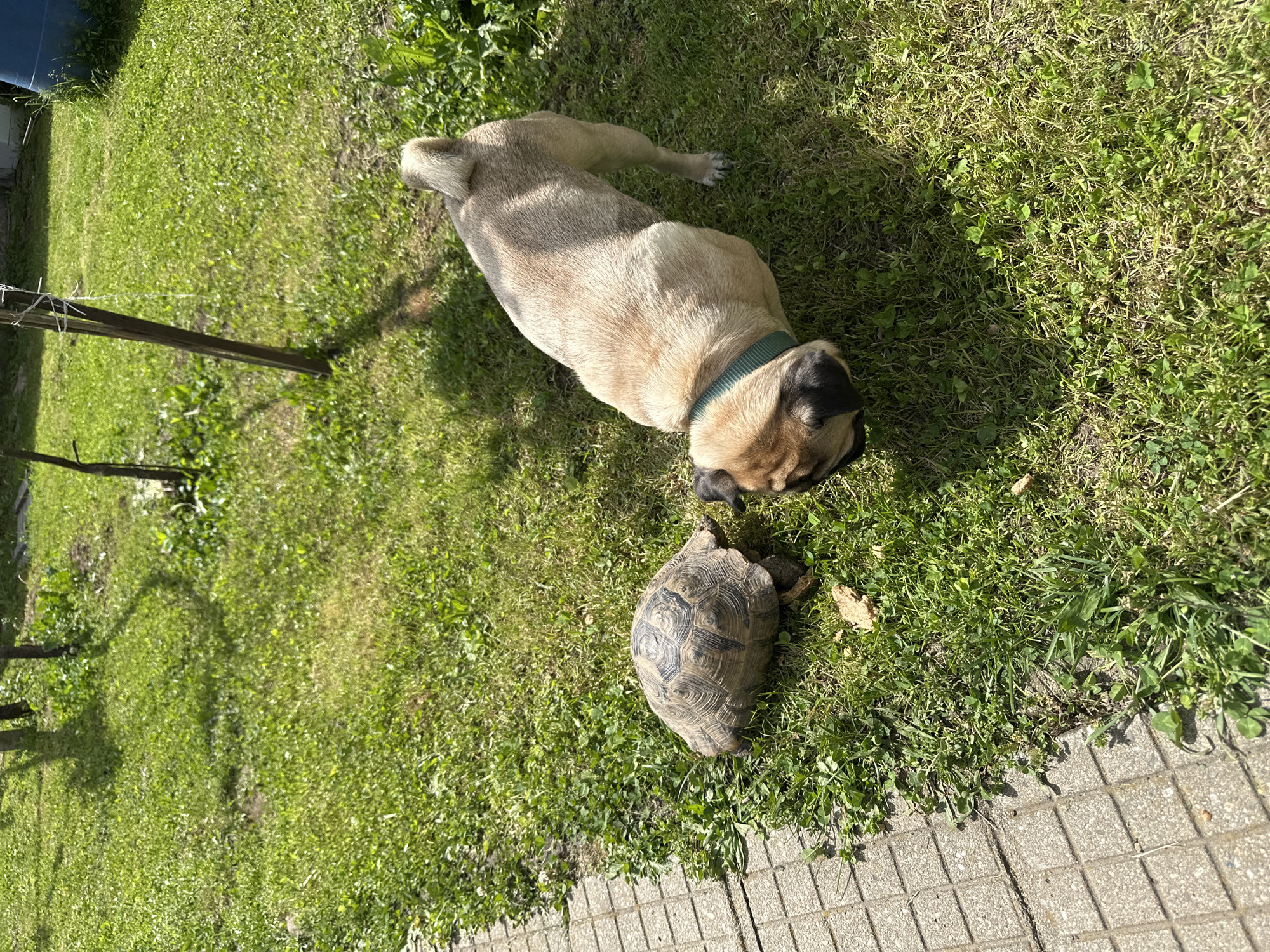 A tan pug with a green collar is lying on a grassy area in Mrachenik, Bulgaria, with its head near a tortoise. The grass is a mix of green and brown, with some weeds present. A wooden post with wire is visible on the left side of the image. The edge of a tiled patio is in the lower right corner.