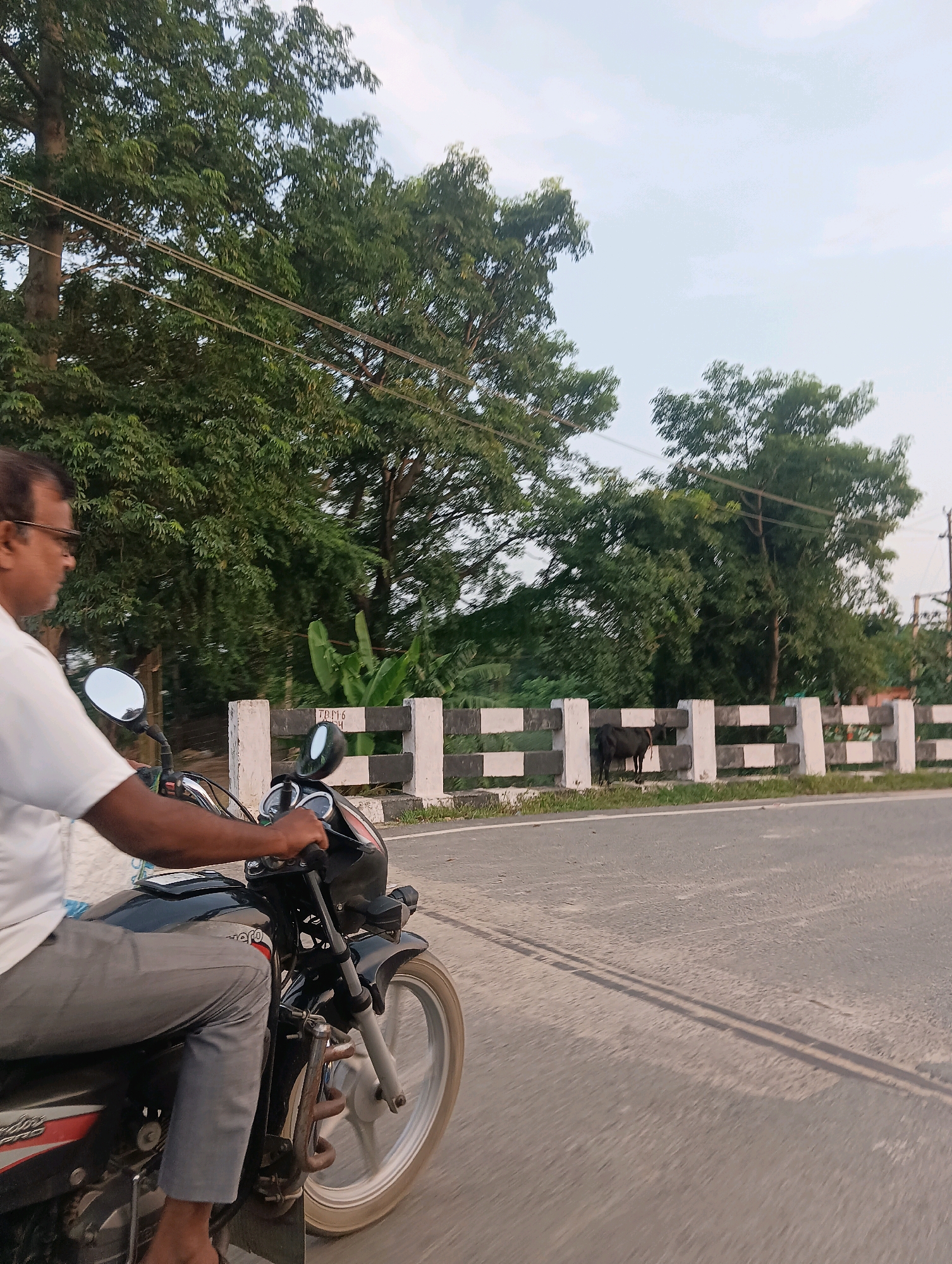 The image captures a side view of a man riding a black motorcycle on a paved road. He is wearing a white short-sleeved shirt and grey pants. The motorcycle has a prominent front wheel, handlebars, and mirrors. In the background, there is a black and white striped railing, a dark-colored cow standing behind it, and lush green trees. Overhead power lines are visible among the trees. The sky is a pale blue with some clouds. The scene appears to be in a rural or semi-rural setting, possibly in Ekma, India, given the presence of local elements like the cow and the style of the railing. The motion blur suggests the photograph was taken from another moving vehicle.
