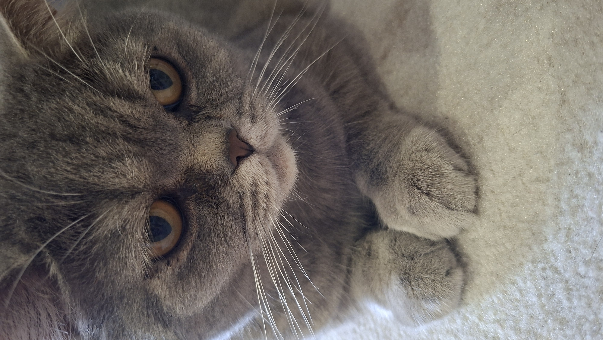 The image shows a close-up view of a grey British Shorthair cat lying down with its paws crossed. The cat has large, amber-colored eyes and prominent white whiskers. The background is a textured, light-colored surface, likely a carpet or blanket. There is no visible indication of the location being in Chaikovsky, Russia, or any other specific city. The image is focused on the cat's face and front paws, with the rest of its body not visible. The lighting is soft, creating a gentle atmosphere.