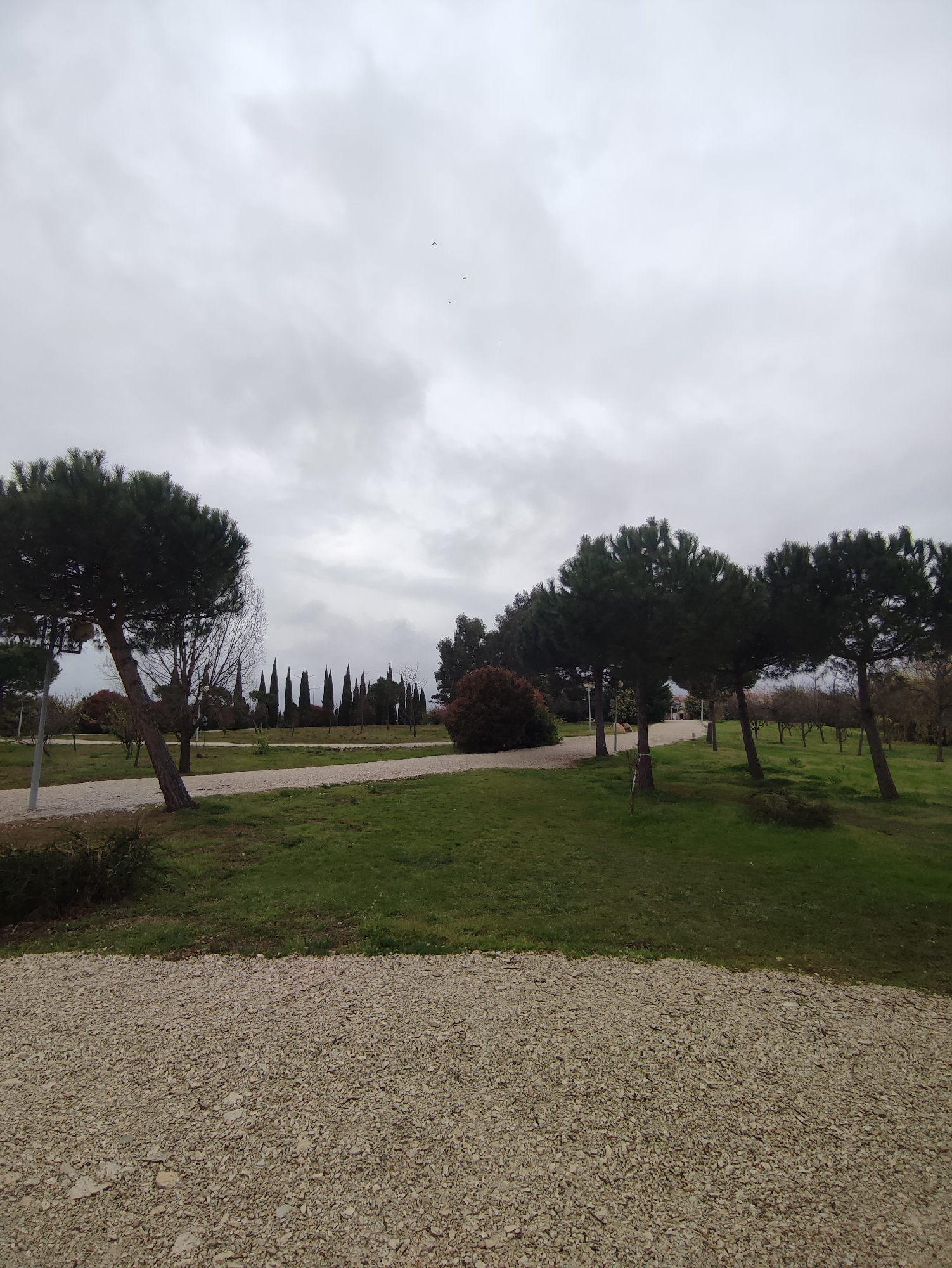 The image shows a park scene in Sochi, Russia, on an overcast day. The foreground is dominated by a gravel path, leading into a grassy area dotted with trees. Several trees are visible, including some leaning pines. In the distance, a line of tall, slender trees stands out against the cloudy sky. There is a solitary bush in the background. A few birds are visible in the sky.