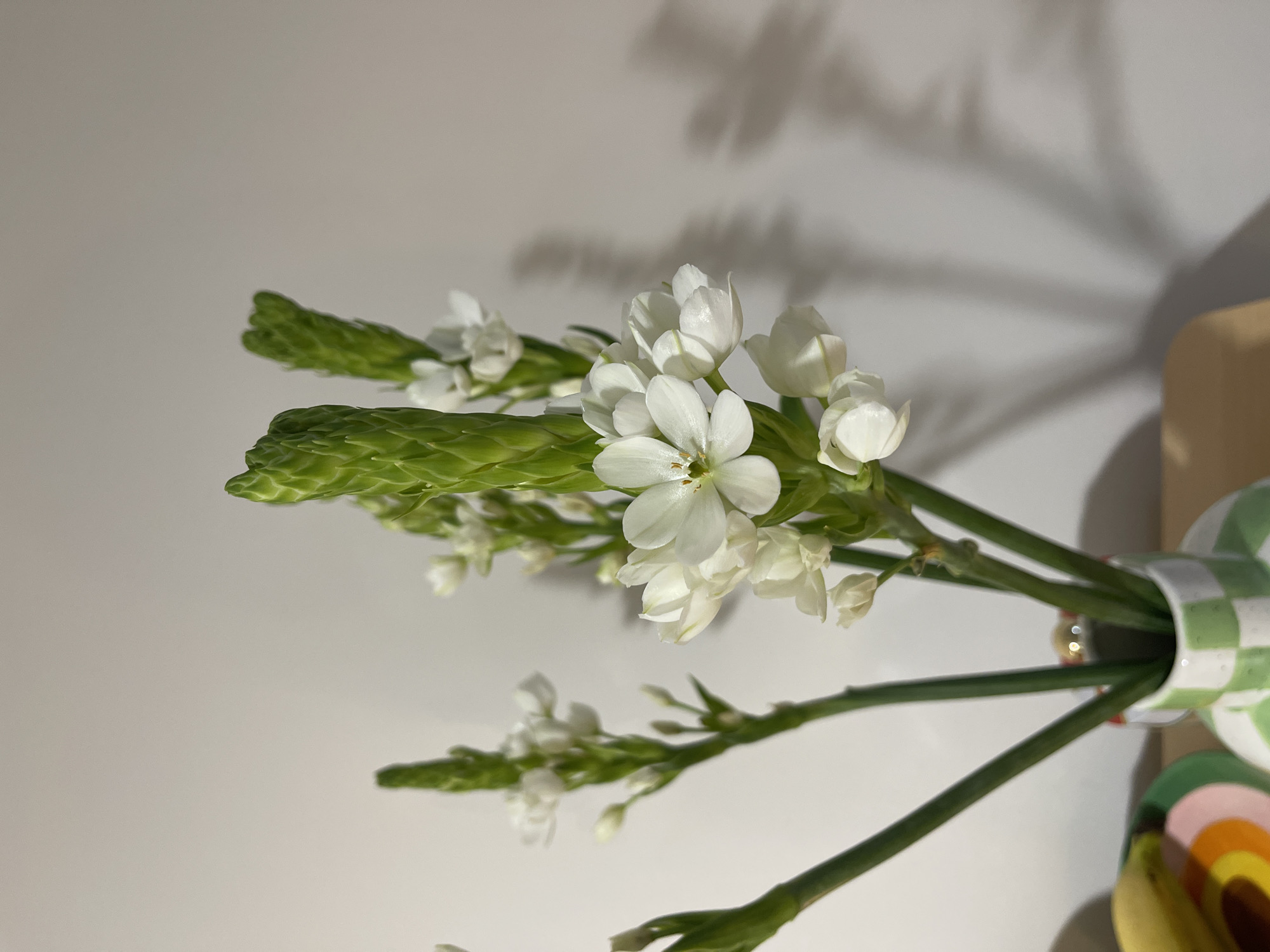 A vase of white flowers is on a table against a white wall. The flowers are white with green stems, some still in bud. The vase appears to be patterned in white and green. A shadow is cast on the wall behind the flowers. The location is not discernible as Izhevsk, Russia.