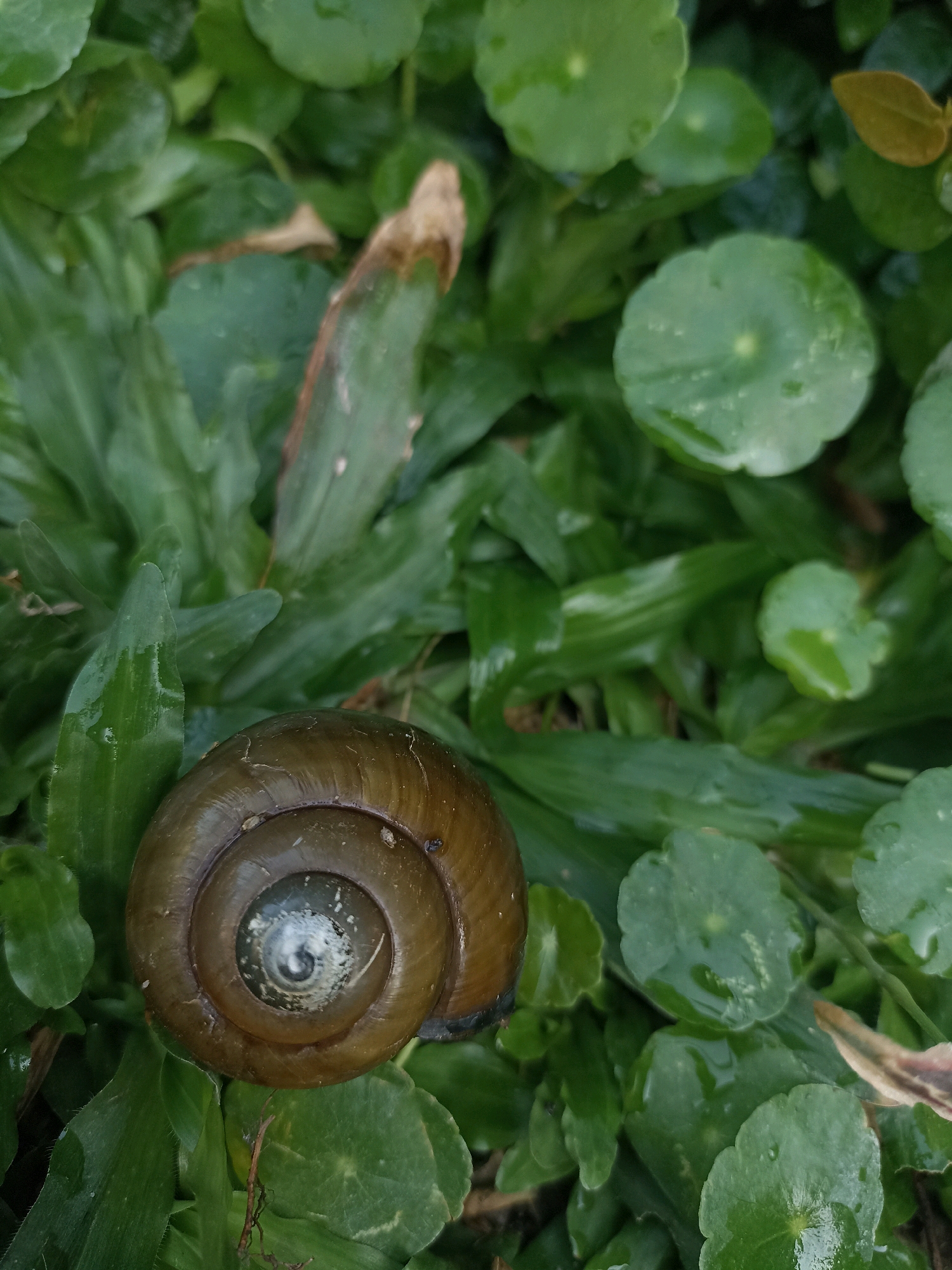 This is an overhead, close-up shot of a snail shell resting on lush green foliage. The snail shell is a spiral of dark brown and appears wet, with a pearlescent sheen on its surface. The surrounding leaves are a vibrant green, some are long and blade-like, while others are round and cupped, resembling water droplets on their surfaces. The image is devoid of any human presence and depicts a natural outdoor environment. The location is stated to be Takeranklating, Indonesia.