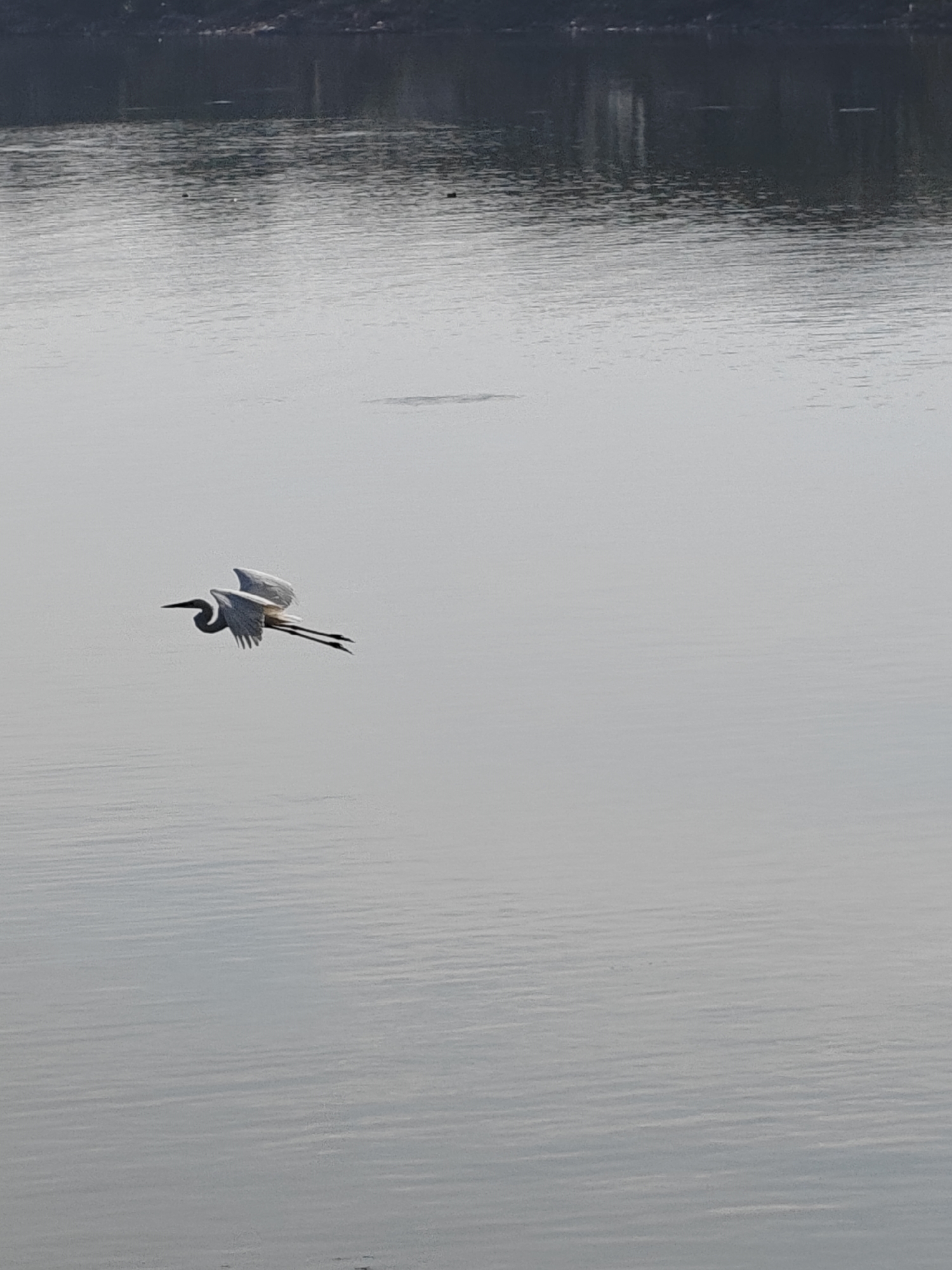 The image depicts a gray heron in flight over a body of water. The bird, with its outstretched wings and trailing legs, is positioned on the left side of the frame, contrasting with the monotone water, reflecting the overcast sky. In the background, a dark shoreline is visible. The location is possibly Lhokseumawe, Indonesia.