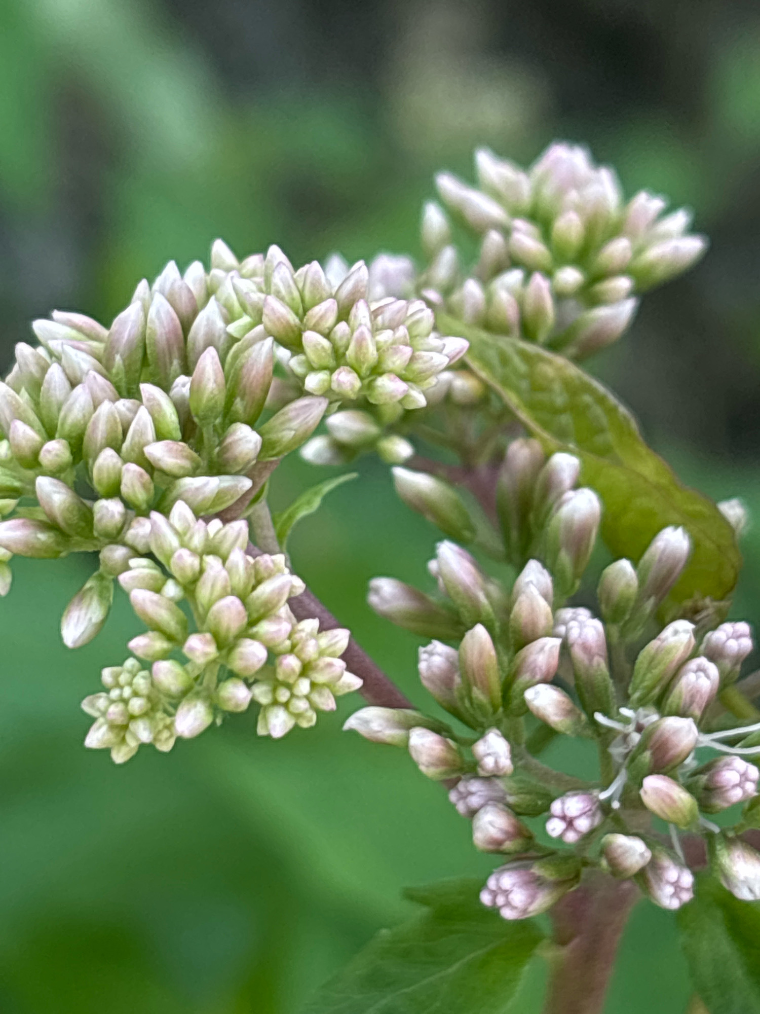 The image is a close-up, vertical shot of clusters of small, pale pink and green flower buds against a blurred green background. The flowers are tightly packed and appear to be in the process of opening. There is a brown stem visible, and a single green leaf. The overall impression is one of nature and new growth. The image does not contain any specific landmarks or features that would indicate a location within the city of Sochi, Russia.