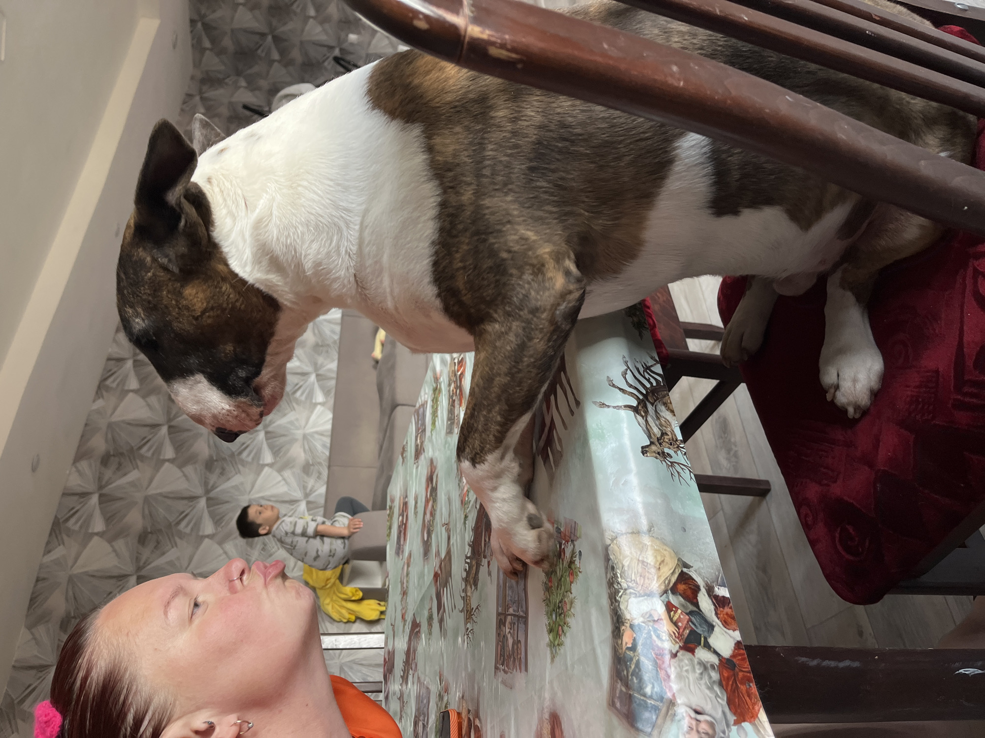 The image, taken in Chaikovsky, Russia, captures an indoor domestic scene with a woman, a dog, and a child. The central focus is a large, white and brindle bull terrier type dog, standing on a chair and leaning over a table. Its front paw rests gently on the table's edge. The dog is looking downwards, observing the woman below.
The woman's head and upper chest are visible in the foreground, looking upwards towards the dog. She has reddish-brown hair styled with a pink scrunchie and is shown with a slightly puckered expression, suggesting she is about to kiss or interact affectionately with the dog. In the background, a child is partially visible, lying on a couch against a wall decorated with a modern, geometric patterned wallpaper.
The table is covered with a light-colored tablecloth featuring a festive winter theme, including illustrations of deer, snow, and figures resembling Santa Claus, hinting at a winter or holiday season. The lighting suggests it is daytime. The image conveys a moment of close interaction between the woman and her dog within a casual home environment. The entire image is oriented sideways. No text is visible.