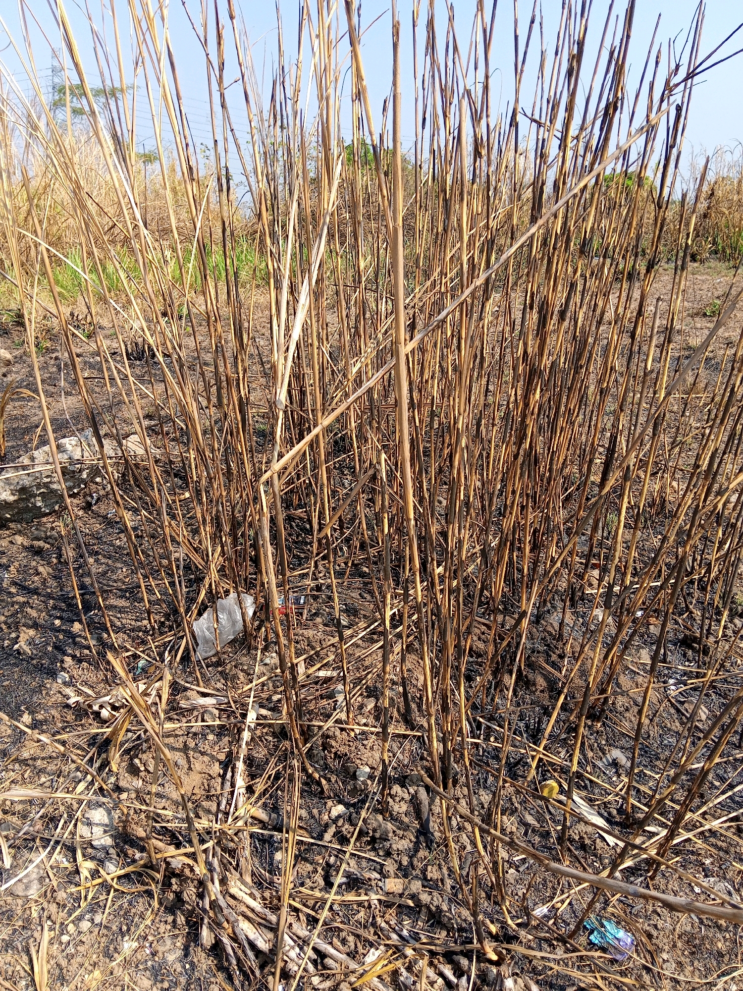 The image depicts a patch of dry, burnt vegetation, primarily consisting of tall, thin stalks of grass or reeds. The stalks are various shades of brown and tan, with some appearing blackened as if from fire. The ground beneath the vegetation is a mixture of dry soil, ash, and scattered debris, including a crumpled piece of clear plastic and what appears to be a yellow cap. In the background, more dry vegetation can be seen, along with a few thin, distant trees and utility poles against a clear blue sky. The scene suggests an area that has recently experienced a fire, possibly in a rural or semi-rural environment. The location is identified as Sendangijo, Indonesia.