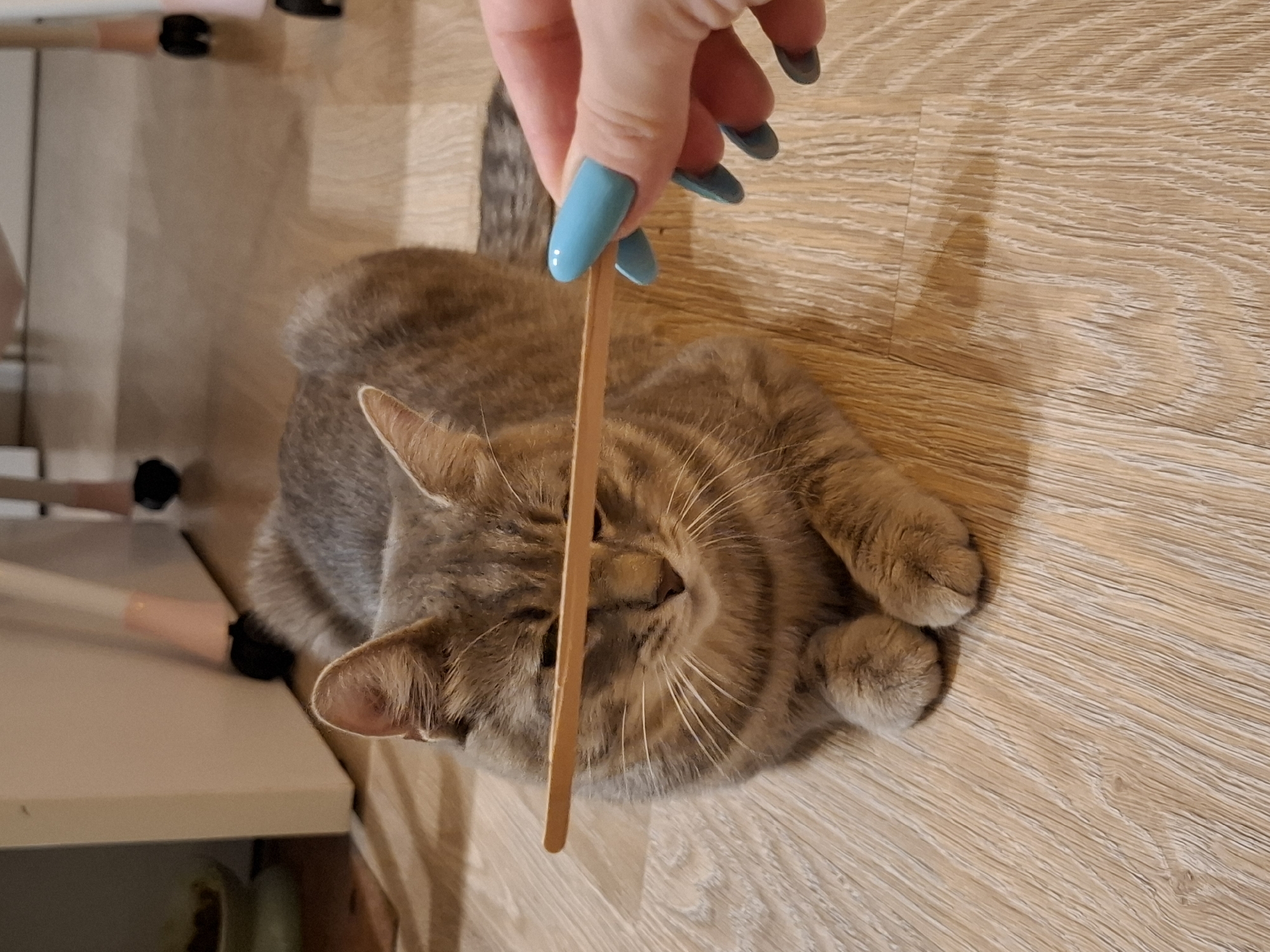 A domestic cat with tabby markings is lying on a light wood-grain floor. A person's hand, with bright blue painted fingernails, is holding a thin wooden stick horizontally across the cat's face, just above its eyes. The cat's eyes are partially closed, and its ears are slightly flattened. In the background, part of a white cabinet and the legs of chairs with pink accents are visible. The scene appears to be indoors. No specific location in Zemun Urban Municipality, Serbia, can be determined from the image.
