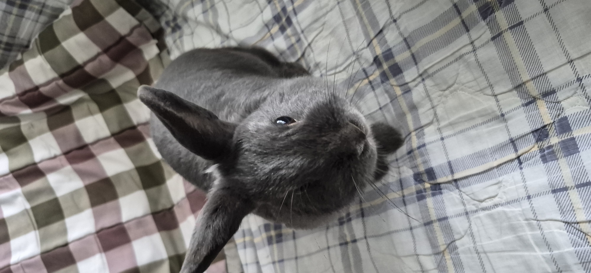 A close-up, high-angle shot captures a dark gray rabbit sitting on a patterned blanket. The rabbit is positioned in the center of the frame, facing the camera with its ears perked up. Its fur is uniformly dark gray, and its eyes are visible. The blanket beneath the rabbit features a plaid pattern with squares in shades of beige, brown, and white. The blanket's texture appears soft and slightly wrinkled. The background is also a plaid blanket with a different pattern, featuring stripes in blue, white, and yellow. No specific location in Ussurijsk, Russia, can be determined from this image.