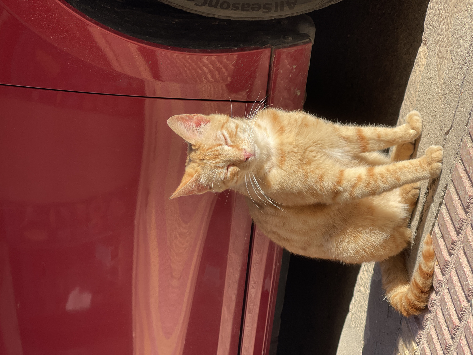 A medium shot depicts an orange tabby cat lying on a concrete sidewalk next to a maroon car in Cullera, Spain. The cat is lying on its side with its eyes closed, seemingly asleep or resting. Its tail is curled slightly towards its body. The car is parked on the side of the sidewalk, and part of the tire is visible above the car body. The environment suggests a warm, sunny day due to the visible shadows and the cat's behavior. The sidewalk has a grid pattern of some sort.