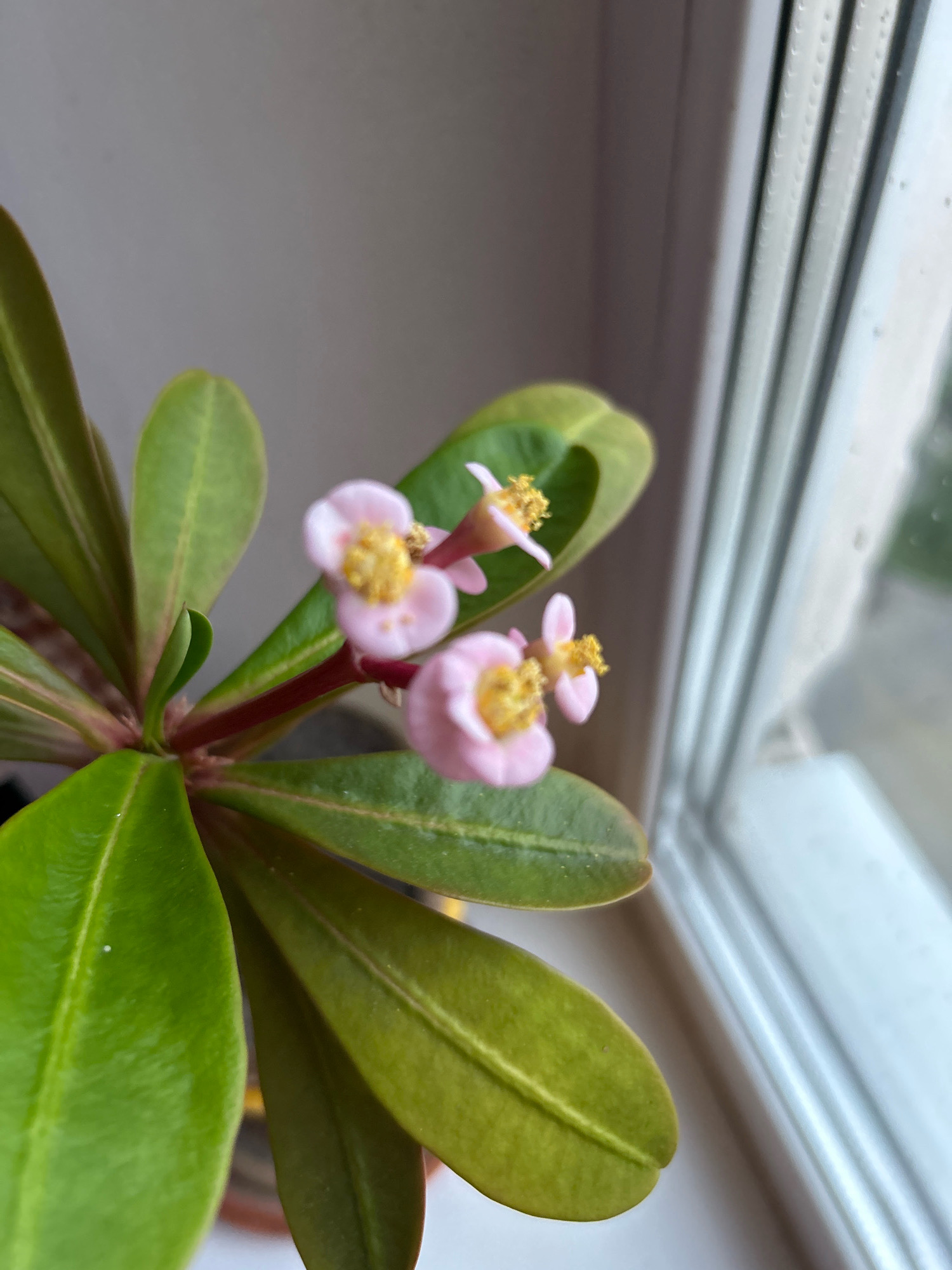 A close-up, eye-level shot shows a potted plant with vibrant green leaves and small, delicate pink flowers with yellow centers. The plant is positioned near a window, with the glass showing streaks of rain and a blurry outdoor view. The scene appears to be indoors, by a window. The image lacks any recognizable landmarks or context to determine its specific location within Tomsk, Russia.