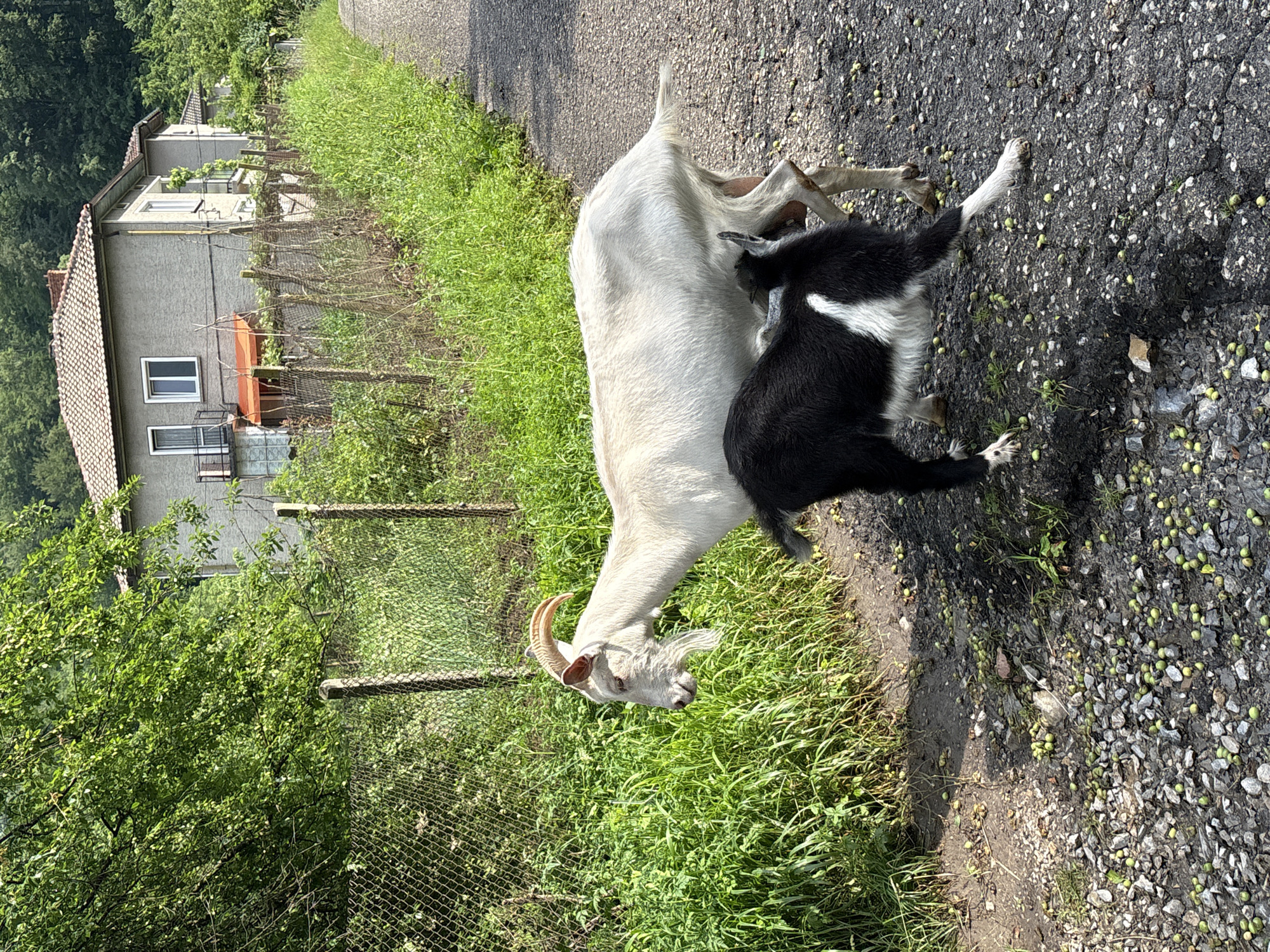 In Gabrovo, Bulgaria, a white goat with curved horns and a beard is standing on a gravelly asphalt road. Next to it, a black and white goat is nursing from the white goat. A chain-link fence runs along the left side of the road, separating it from a densely vegetated area with tall green grass. Behind the fence, a two-story house with a tiled roof and windows is visible. The house appears to be in a state of disrepair, with an orange awning over a window. Trees and foliage surround the house and line the hillside in the background. The road is covered in small green berries.