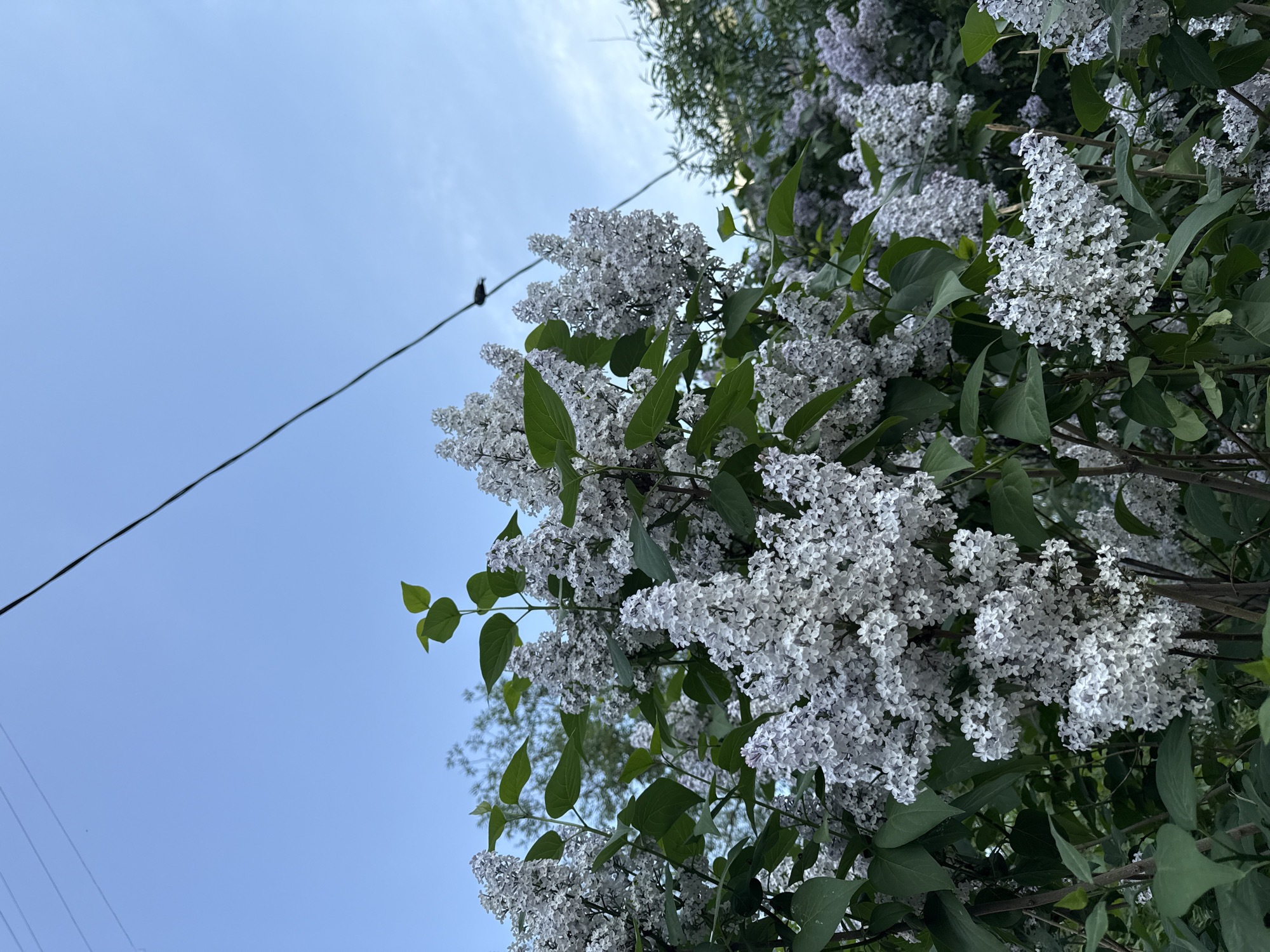 The image captures a cluster of white lilac flowers in full bloom, their petals densely packed together. Green leaves surround the blossoms, providing a backdrop for the delicate white flowers. A thin wire runs diagonally across the upper left corner of the frame, with a small dark object perched on it. The sky is visible in the background, a light blue hue. The image is angled upwards, suggesting the flowers are on a tree or bush above the viewer. Although I do not have the information for location this could very well be the city of Moscow.