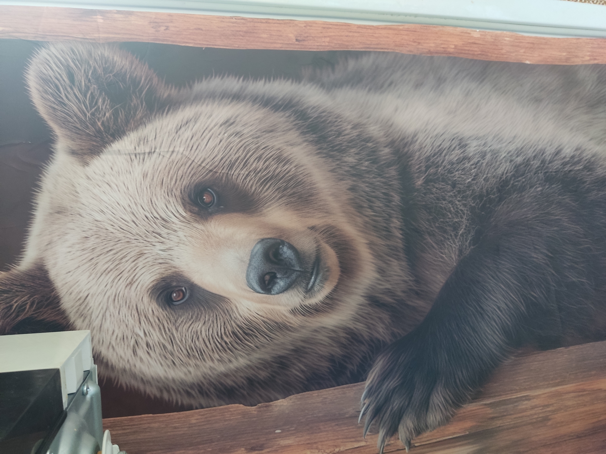 A close-up, head-on, medium shot photograph depicts a photorealistic mural of a brown bear emerging from what appears to be a wooden structure. The bear's face fills most of the frame, with its large, dark eyes looking directly at the viewer. Its nose is dark and wet, and its mouth is slightly open, revealing a hint of its teeth. The bear has thick, coarse fur with lighter streaks around its face and ears. Its left paw is visible in the lower left corner, resting on the wooden surface. The background is dark, suggesting the bear is in a den or cave-like environment. The overall impression is one of power and intensity. There are no people or animals present other than the bear depicted in the mural. The mural appears to be on a wall, possibly in a public space or a private residence. The specific location in the city of Noginsk, Russia, is not discernible from the image alone, as it focuses solely on the artwork.