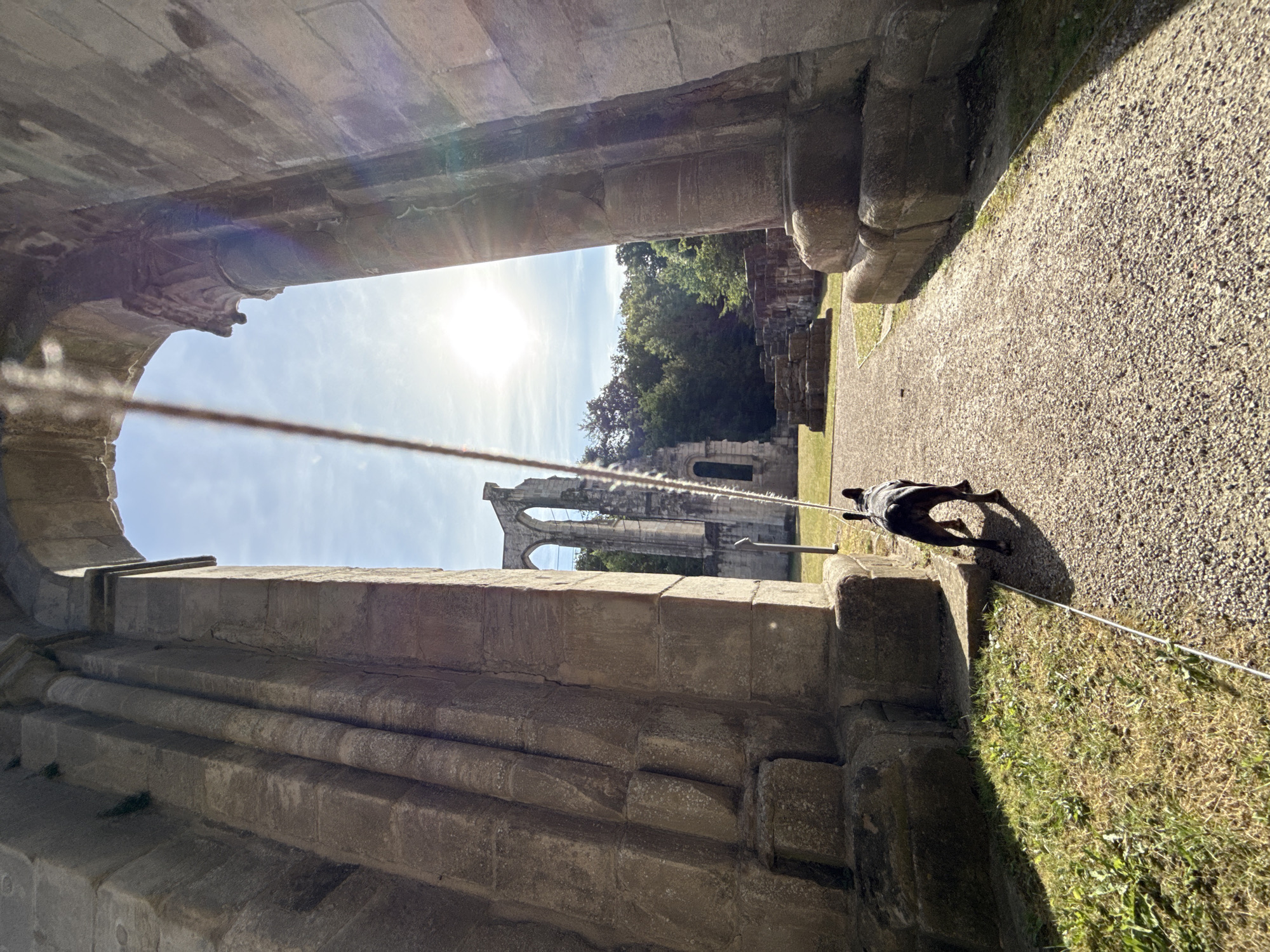 The image shows a French bulldog on a leash walking on a gravel path. The dog is dark colored with short fur and is facing away from the camera. It is walking towards a sunlit archway of stone ruins. The ruins appear to be an old abbey, possibly part of the Walkenried Abbey complex in Walkenried, Germany. Sunlight streams through the arch, illuminating trees in the background. The ground in front of the dog is covered in gravel, with some patches of grass and small stone remnants to the left. A thin, white leash is visible, extending from the dog towards the foreground, with a taut string running diagonally up the frame. The ruins are made of large stone blocks, with evidence of weathering and decay. The sky is blue with some wispy clouds.