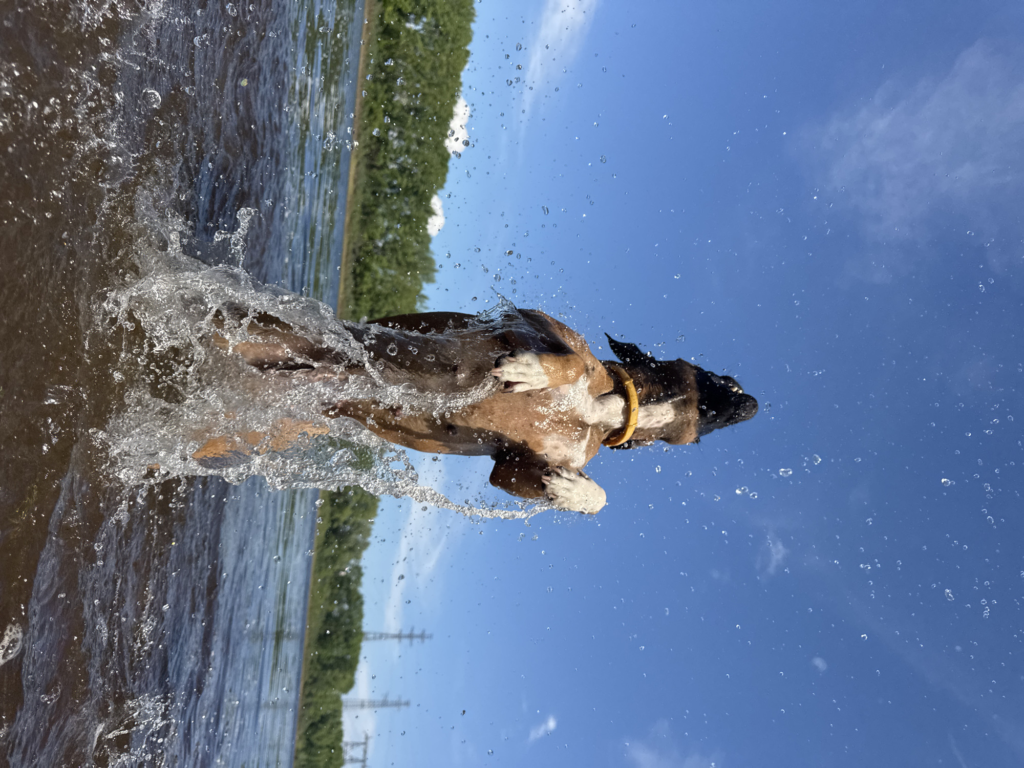 The image captures a dynamic outdoor scene featuring a brown and white dog, likely a Boxer or similar breed, mid-shake to shed water. The dog is positioned in a body of water, possibly a river or lake, and is wearing a yellow collar. Water splashes vigorously around its body, with countless droplets suspended in the air, illuminated by bright sunlight.
The foreground water is dark and agitated, while further out, the water surface appears calmer and reflects a lighter blue hue. A lush, dense green treeline runs along the distant bank, providing a natural backdrop. Power line structures are faintly visible on the horizon, interspersed within the treeline. Above the horizon, a vast expanse of clear, vibrant blue sky is visible, dotted with a few wispy white clouds and more water droplets flung upwards by the dog's movement.
The scene depicts a sunny, clear day, suggesting pleasant weather for outdoor activities. The dog appears energetic and playful, thoroughly enjoying its time in the water. There is no visible text in the image. The location context indicates this lively event occurred near Chaikovsky, Russia.