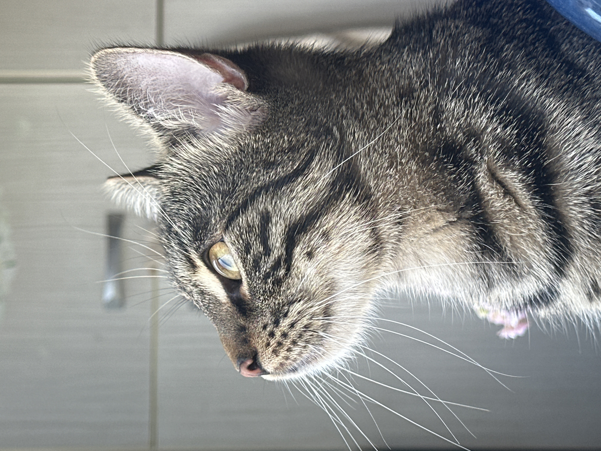 This is a close-up, profile shot of a domestic short-haired cat. The cat is tabby-colored with prominent stripes and has yellow-green eyes. Its head is tilted upwards and to the left, as if observing something. The background appears to be a neutral-colored wall with vertical lines, possibly a cabinet or closet door. There are no people or other animals visible in the image. The cat is not in Sofia, Bulgaria; it is a domestic animal.