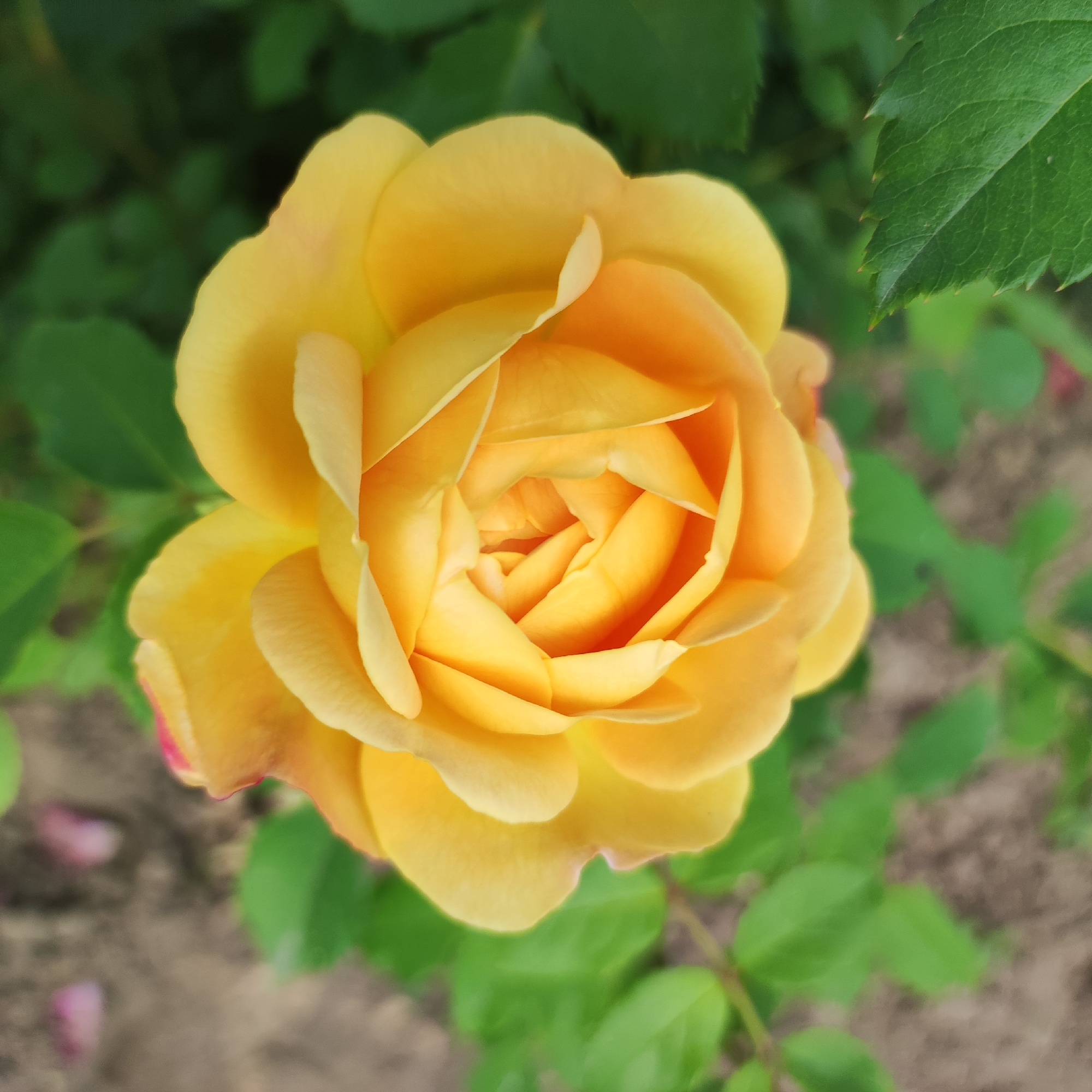 A close-up, top-down view captures a vibrant yellow rose in full bloom. The rose is the clear subject, its petals tightly furled towards the center, creating a spiral effect. The petals exhibit a gradient of color, ranging from a deep, almost orange yellow at the core to a softer, lighter yellow at the outer edges. Some petals have a slight pinkish hue at their very tips.
The rose is set against a backdrop of blurred green leaves and dark soil. The leaves are lush and appear healthy, with serrated edges visible in some areas. The soil is a muted brown, speckled with a few fallen pink petals, suggesting that other flowers may be nearby or that this rose has shed some of its own petals.
The lighting suggests it is daytime, with natural light illuminating the rose and highlighting its delicate texture. The overall mood is serene and natural, emphasizing the beauty of the flower. There are no people or text visible in the image. The location context provided is Navoloki, Russia.