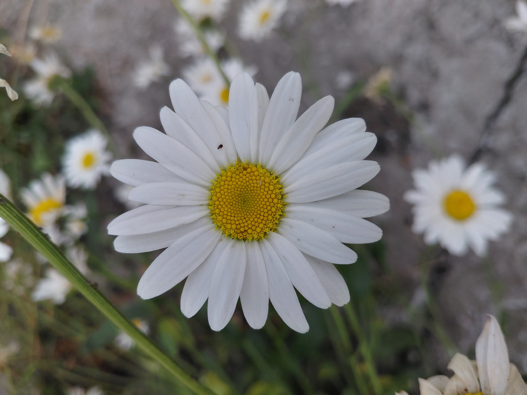 A close-up, eye-level shot captures a blooming white daisy with a vibrant yellow center. The daisy's petals are extended, and a tiny dark insect is perched on one of the petals. The background is softly blurred, showing more daisies, green foliage, and a gray, textured surface that appears to be cracked pavement. The overall impression is that of a flowerbed in an outdoor urban setting. The location provided, Novosibirsk, Russia, suggests this scene could be found in a park, garden, or along a street in that city.