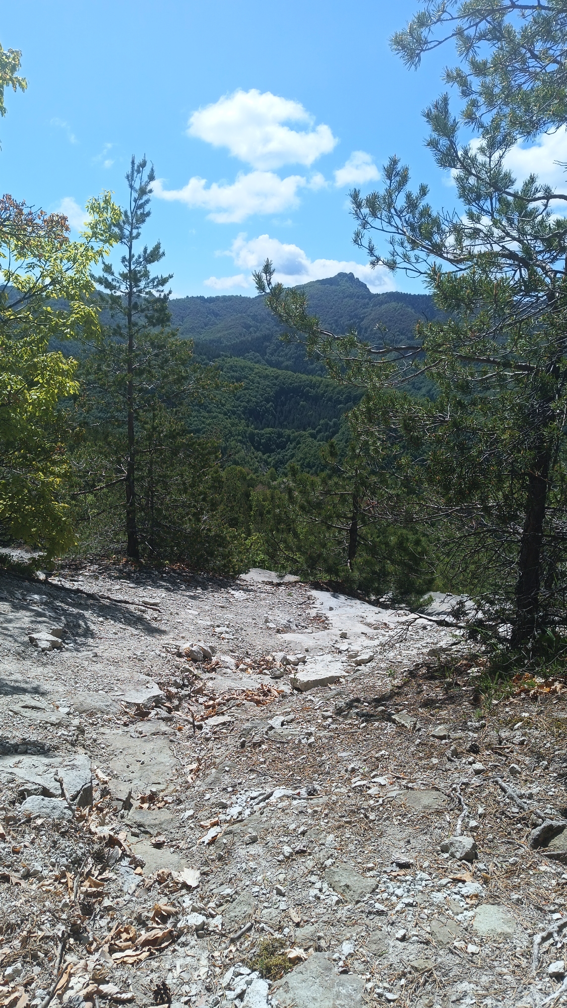 The scene captures a rocky terrain viewpoint overlooking a lush, green mountainous landscape under a bright, blue sky with scattered white clouds. Two evergreen trees flank the sides of the frame, with foliage from other trees on the left. The ground is covered with a mix of grey rocks, small stones, and scattered brown leaves and pine needles. In the distance, a distinct mountain peak rises above the dense forest, which occupies the valley below. This location can be found in Sini Vrah, Bulgaria.