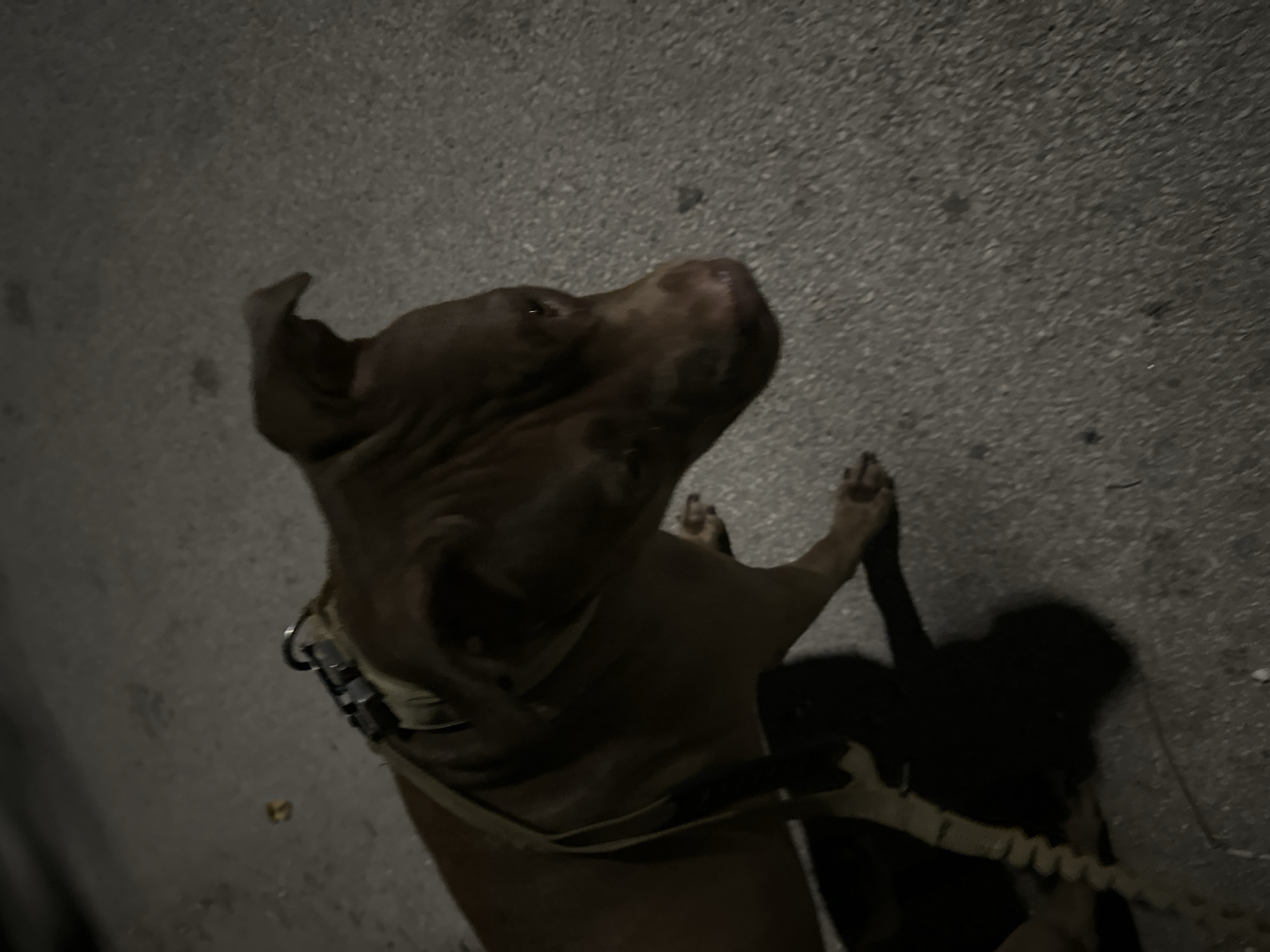 A brown dog, wearing a harness, stands on a paved surface at night. The dog is facing to the right of the frame, with its head turned slightly away from the camera. The ground is a dark gray asphalt with small pebbles. A shadow of the dog is cast on the ground to its left. A human hand with dark nail polish is visible in the lower right corner of the frame, resting on the ground. The lighting suggests it is nighttime, possibly a street scene. There is no specific indication of the location being Malevo, Bulgaria, or any other specific city.