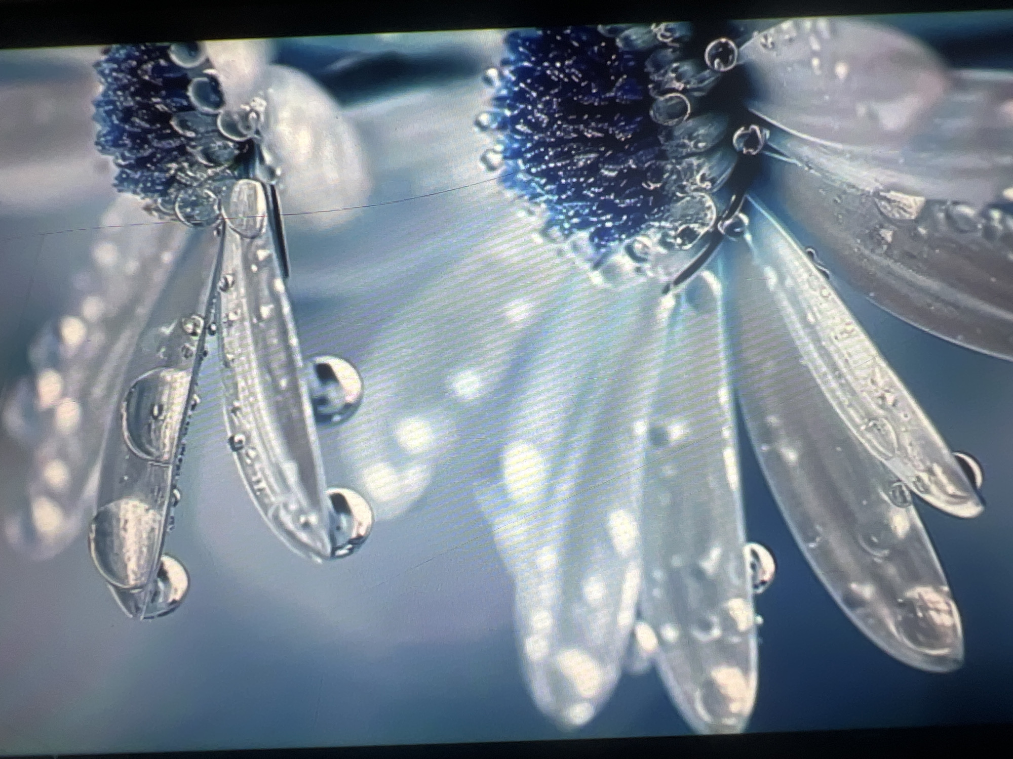 This is a close-up, macro photograph of a flower, likely a daisy, covered in water droplets. The focus is on the translucent petals and the fuzzy, dark blue center of the flower, both adorned with glistening water beads. The droplets magnify the textures and details of the flower, creating a sense of depth and sparkle. The background is a soft, out-of-focus blue, suggesting a natural, possibly dew-kissed environment.