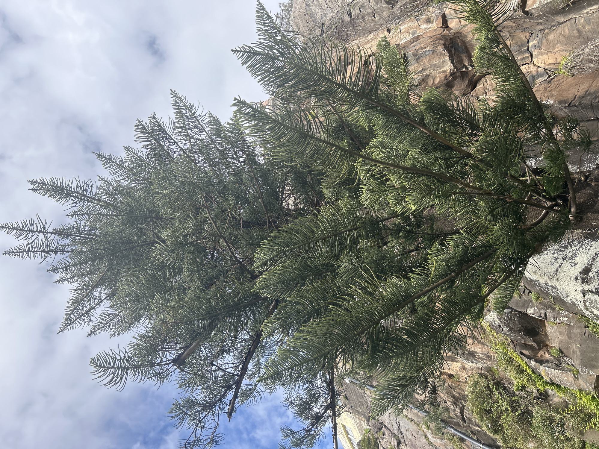 The image shows a Norfolk Island Pine tree growing on a rocky cliff face in Câmara de Lobos, Portugal. The tree has dense, green foliage with a characteristic pyramidal shape. The cliff face is made of brown and gray rock with some vegetation clinging to it. The sky in the background is partly cloudy, with blue sky visible. A metal support is along the edge of the cliff near the bottom. The image is taken from a low angle, looking up at the tree and cliff.