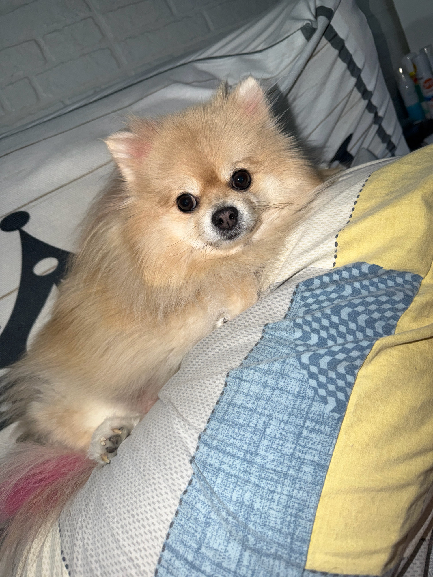 A light brown Pomeranian dog is lying on a bed with patterned bedding. The dog is facing the camera with its head slightly tilted. The bedding has a white brick pattern in the background, and a geometric pattern in blue and yellow on the foreground. The dog's fur is fluffy, and it has dark eyes and a black nose. One of the dog's front paws is visible and resting on the bedding. The scene appears to be indoors, likely in a residential setting. There is no information in the image to indicate a location in Tbilisi, Georgia.