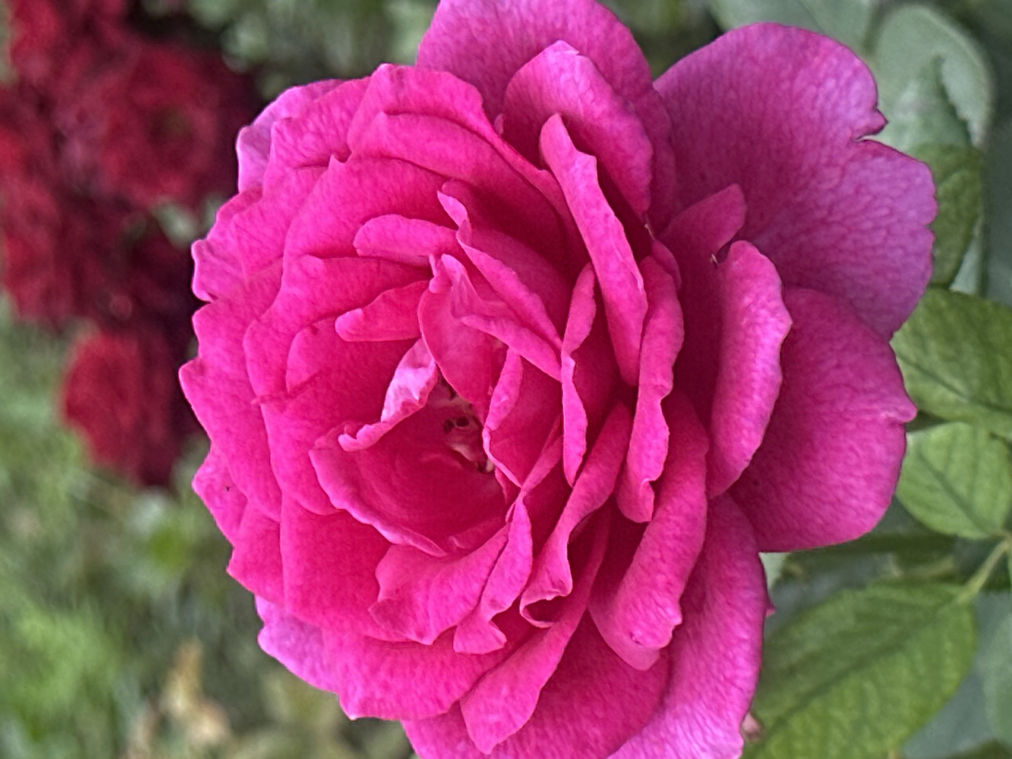 A close-up, slightly overhead shot showcases a vibrant pink rose in full bloom, its petals unfurling in layers. The rose is the primary subject, occupying most of the frame. In the background, out of focus, are dark red roses and lush green foliage. The image is a photograph of a rose in a garden. The location is identified as Lobacheve, Ukraine.