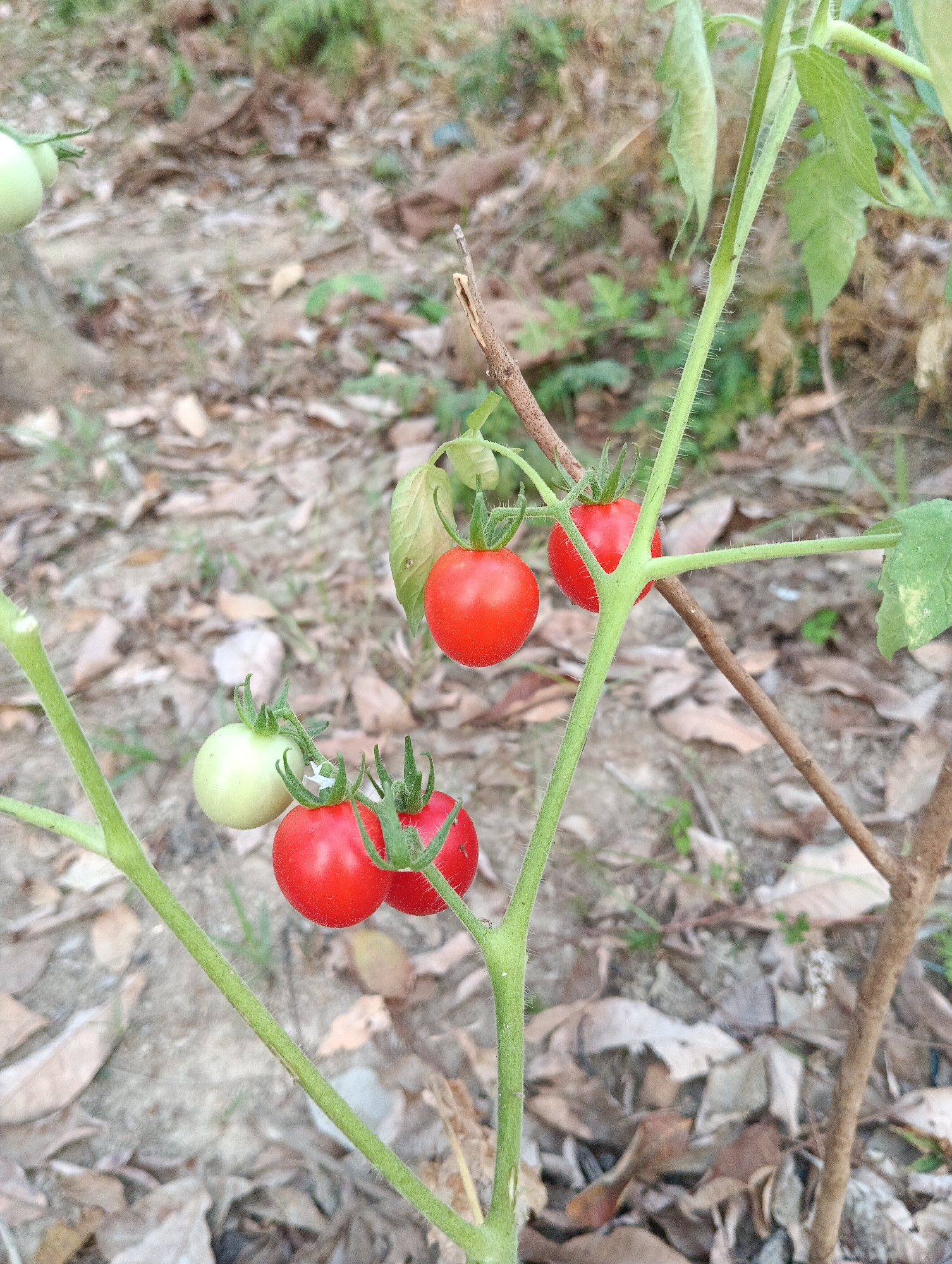 The image shows a close-up of a tomato plant with several ripe red tomatoes and one unripe green tomato. The plant has green, fuzzy stems and leaves. The tomatoes are small and round, growing in clusters on the vine. The background is a blur of dry leaves and dirt, suggesting an outdoor, possibly garden or rural setting. The image does not contain any people or specific landmarks that would indicate a precise location within Pematang Jaya, Indonesia.