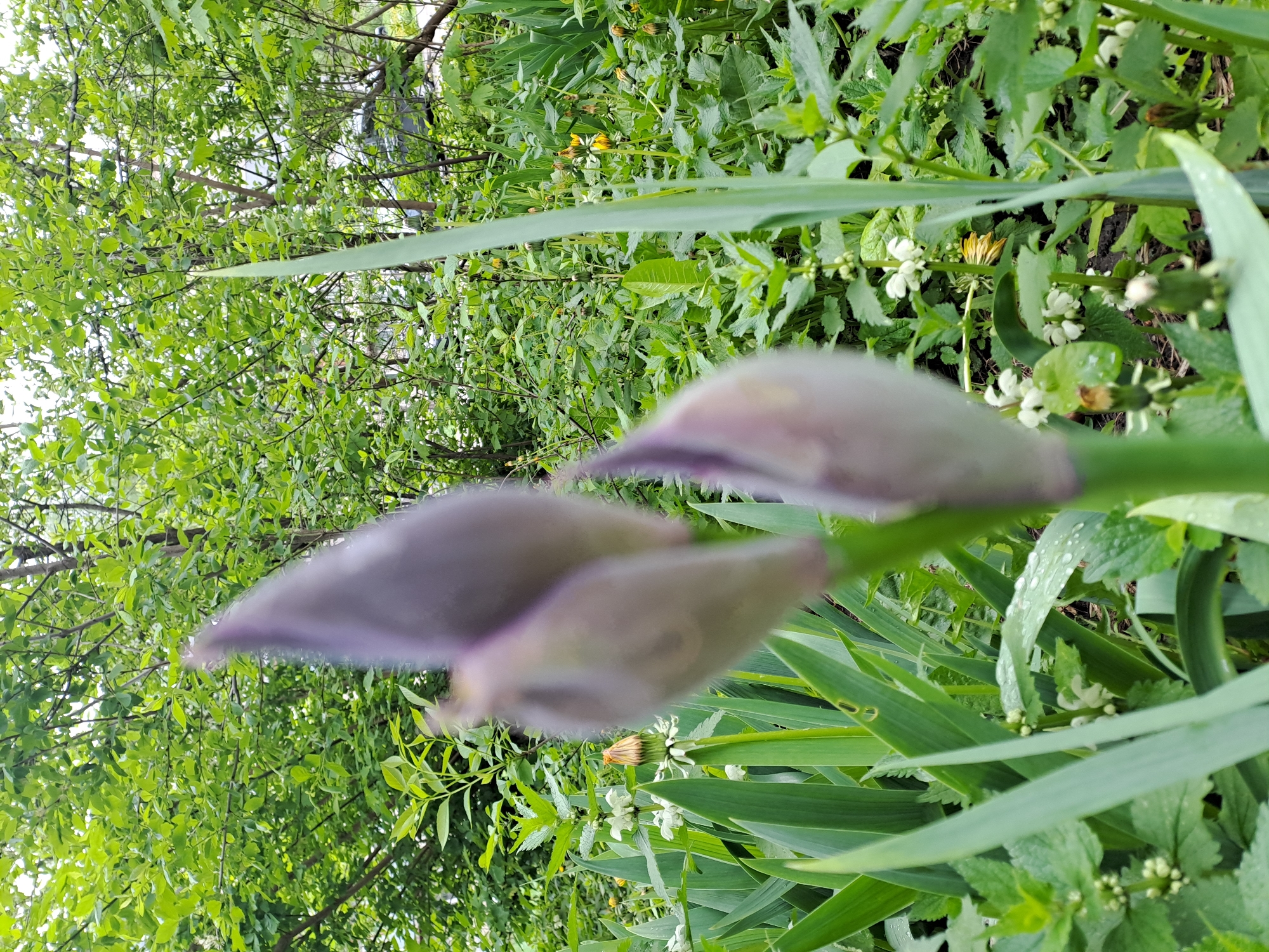 The image shows three purple flower buds in the foreground. They appear to be iris buds. Behind the iris buds, there is an abundance of green foliage. There are long, slender iris leaves, and smaller leaves of other plants. Some of the leaves have small white flowers. The background shows a canopy of green leaves and branches. The image was taken during daylight, likely in a garden or natural area in Elektrostal, Russia. There are no people visible in the image.