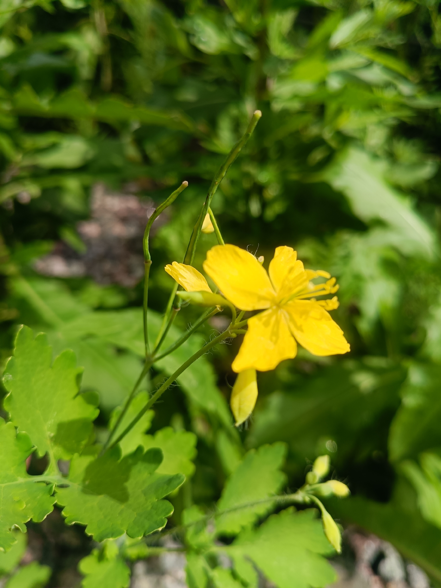The image shows a close-up of a bright yellow flower with four petals, likely a celandine flower, in focus. The flower is on a slender green stem with some fine hairs. In the background, there are out-of-focus green leaves and some dappled sunlight, suggesting an outdoor setting on a bright day. There are also a few small green buds on a stem to the right of the main flower. The overall impression is of a natural, peaceful scene, possibly in a garden or a wild area. The lighting indicates it's daytime, and the vibrant colors suggest good weather. There are no people or text visible in the image.