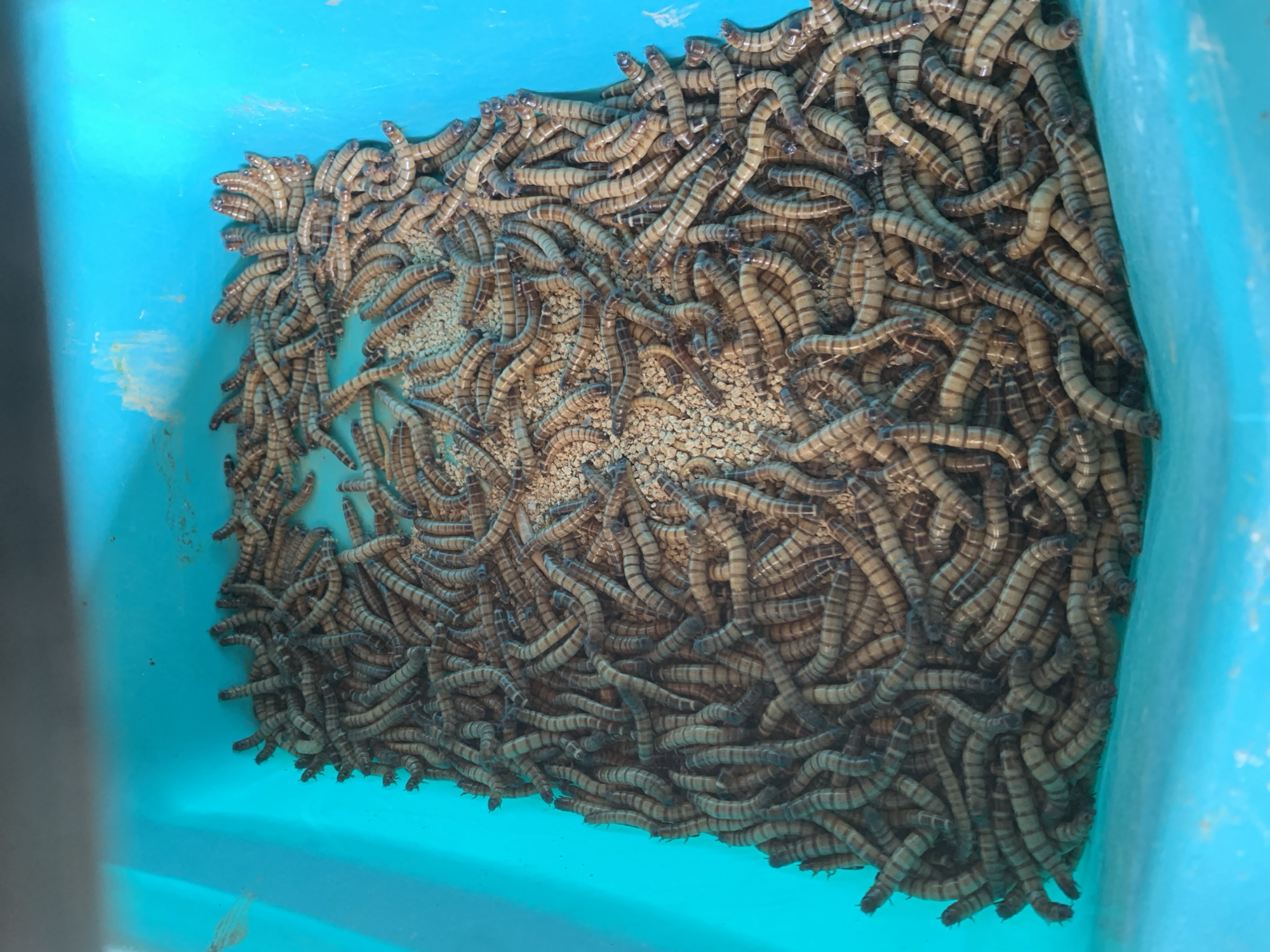 A top-down, high-angle medium shot captures a dense collection of mealworms in a bright blue plastic container, located in the city of Kesugihan, Indonesia. The mealworms, pale tan with dark brown stripes, are densely packed and appear to be crawling over each other. Some of the mealworms are partially submerged in a light-colored substrate, possibly food for the insects. The container itself is a vibrant blue, with a smooth, reflective surface. The lighting is bright, suggesting an indoor or well-lit outdoor environment. The overall impression is one of a large quantity of live insects contained within a manufactured vessel.