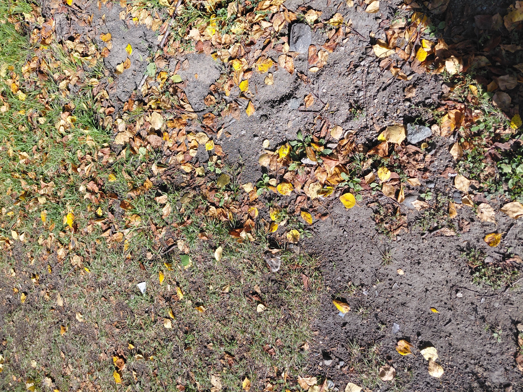 The image depicts a patch of ground in Malinovka, Russia, characterized by a mixture of sparse green grass and dry, fallen autumn leaves. The ground is a mix of dark soil and lighter gravel. Scattered among the foliage are several small stones and what appear to be fragments of clear plastic or glass. There are no people or animals visible in the image. The lighting suggests it is daytime, with shadows cast by unseen objects.