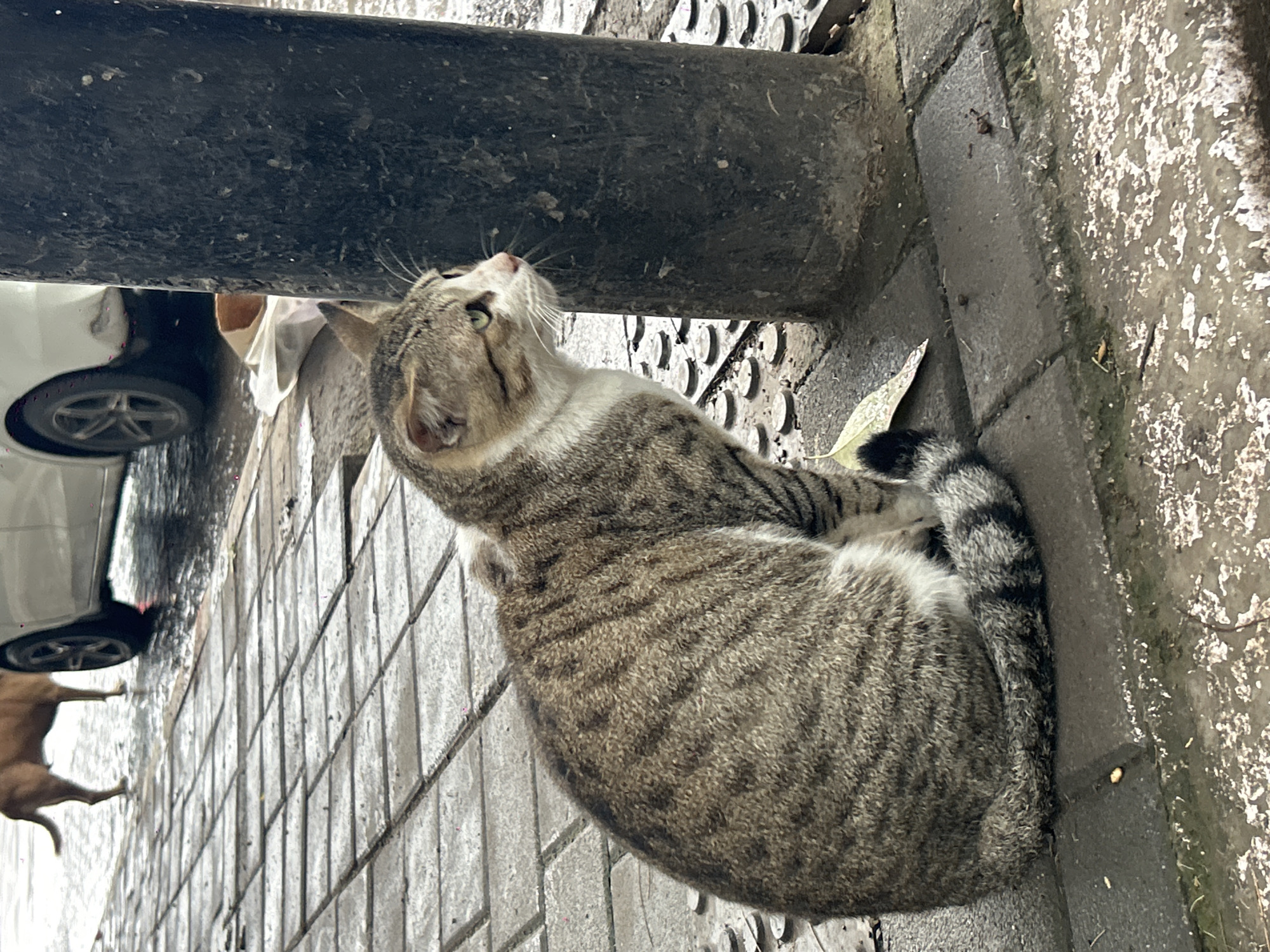 A tabby cat with green eyes sits on a wet, tiled sidewalk next to a thick, dark pole. The cat is facing right, with its body angled towards the viewer. Its fur is a mix of gray and brown stripes. A tan dog stands in the background, near the rear wheel of a white car. The car is parked on the wet street. The scene appears to be a public sidewalk in Pune, India, indicated by the presence of the stray animals and the general urban environment. The ground is wet, suggesting it may have recently rained.