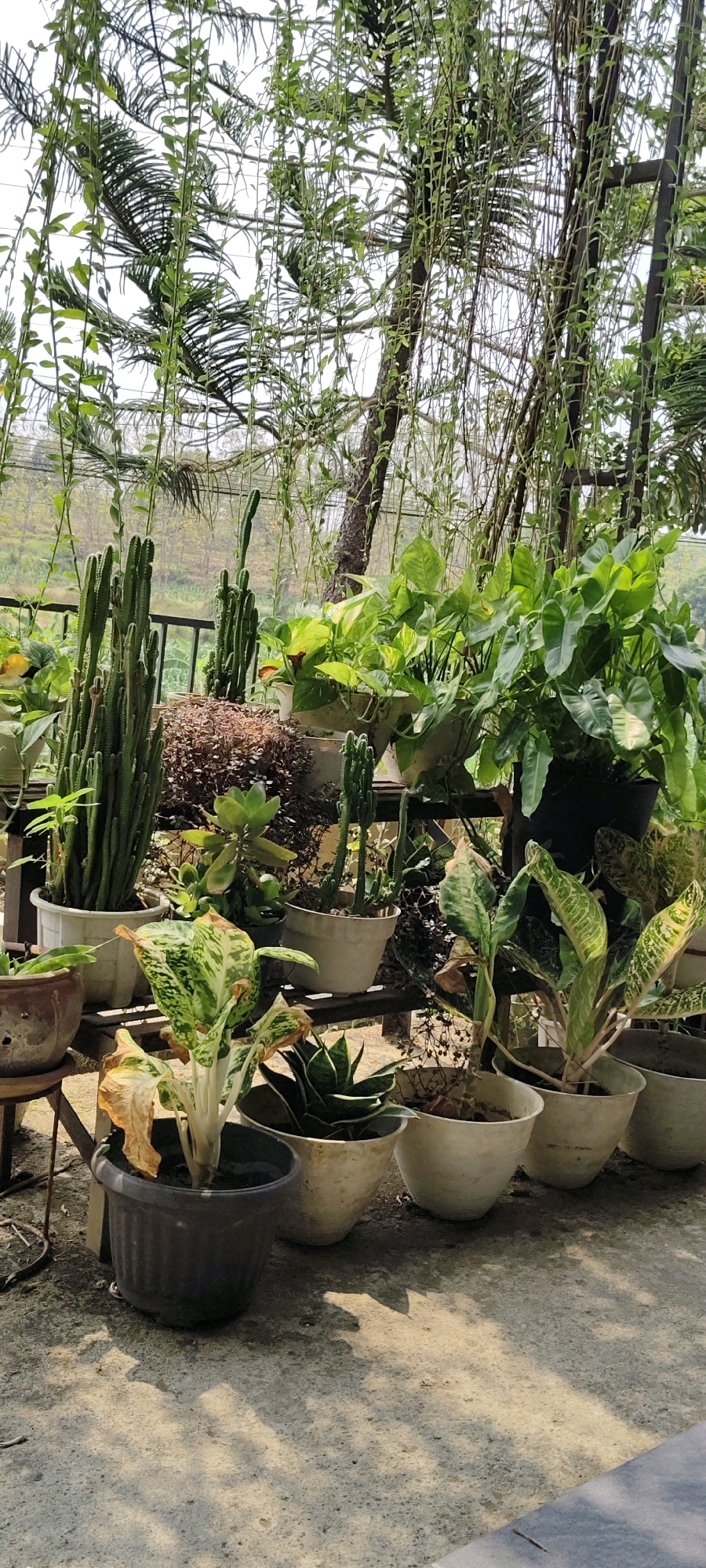 This image depicts a collection of potted plants displayed outdoors, likely on a balcony or patio. In the foreground, several plants in various stages of health are visible. One plant in a dark pot has prominent yellowing and browning leaves, suggesting it may be in distress. Adjacent to it, a snake plant with its characteristic pointed leaves is thriving in a light-colored pot. Further to the right, a row of white pots contains plants with vibrant green foliage.
In the mid-ground, a variety of cacti stand tall in white pots, interspersed with smaller plants and what appears to be a densely packed, reddish-brown ground cover. Behind these, larger leafy plants with broad green leaves occupy black and white pots. The background shows a dense canopy of hanging vines and trees, with a hint of a slightly blurred hillside and vegetation beyond, suggesting an outdoor setting in a natural or semi-natural environment. The ground surface is concrete, with scattered shadows indicating sunlight filtering through the foliage. The overall impression is one of a cultivated garden or plant collection in a shaded outdoor area.
The image does not contain any people or explicit indicators of its specific location within Lambangan Wetan, Indonesia, other than the context provided.