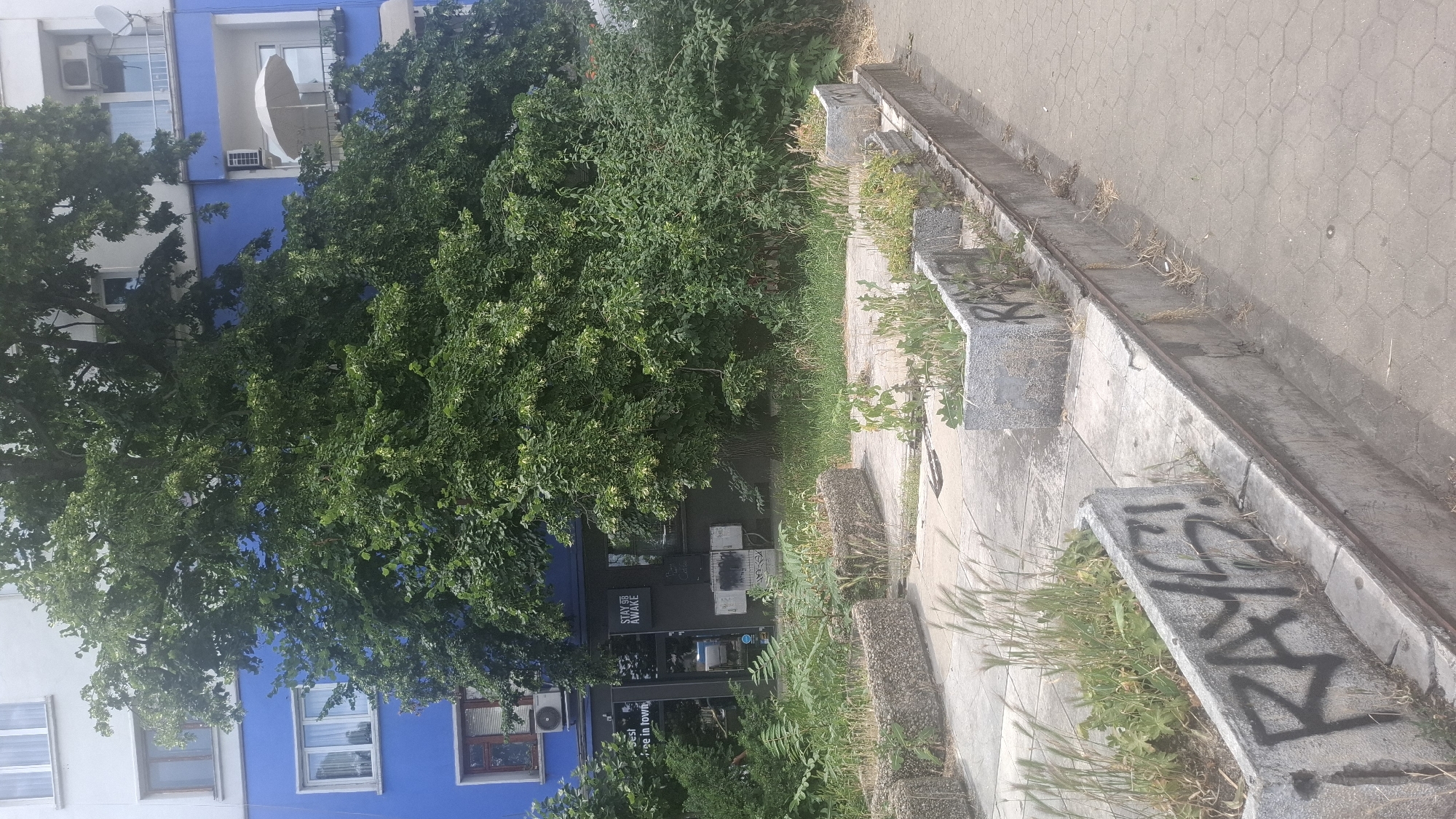 A medium shot captures the exterior of a coffee shop called "STAY AWAKE" in Sofia, Bulgaria. The shop's dark facade contrasts with the bright blue building it's situated within. Directly in front of the shop, a large, leafy tree dominates the foreground, its branches extending upwards and outwards, partially obscuring the building.
To the left of the tree, a portion of the coffee shop's interior is visible through a glass door, revealing a dimly lit space. Some outdoor seating with concrete planters is visible, some containing overgrown weeds and grass. One planter in the foreground has graffiti that reads "RAYS!". The area appears somewhat unkempt, with sparse vegetation and concrete paving stones. The overall impression is of a moderately urban setting, with elements of both natural growth and urban infrastructure.